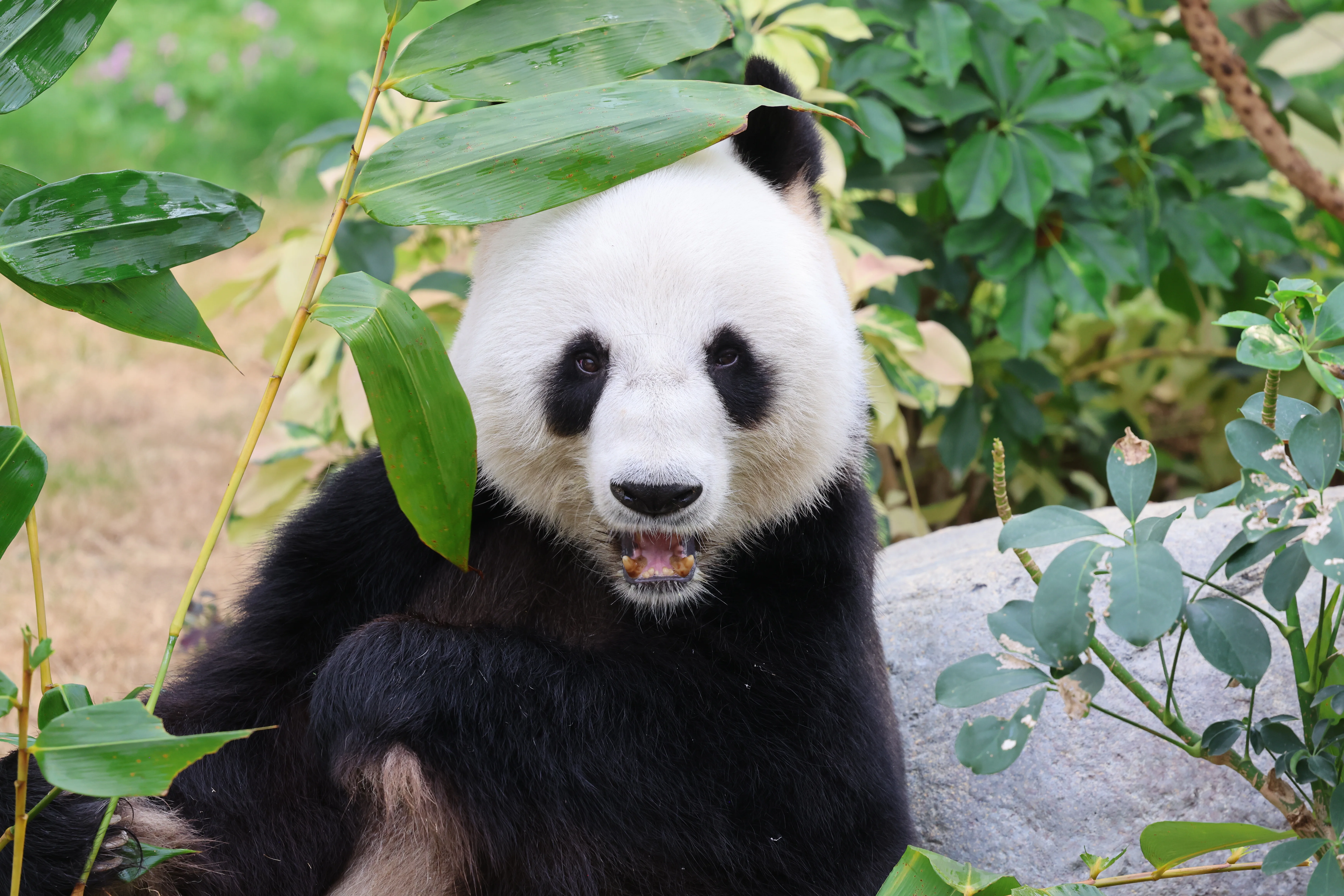 Ocean Park Hong Kong
