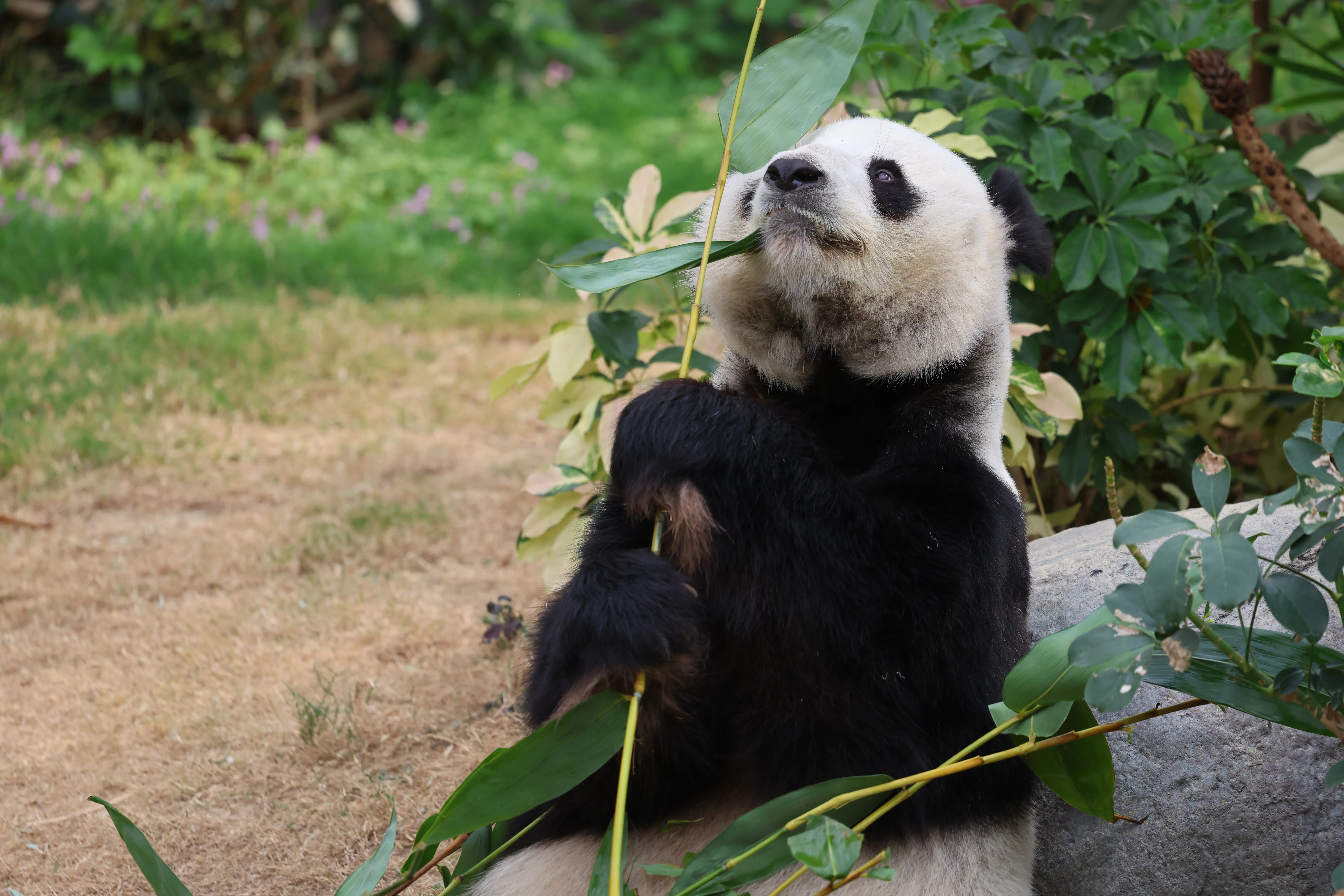 Ocean Park Hong Kong