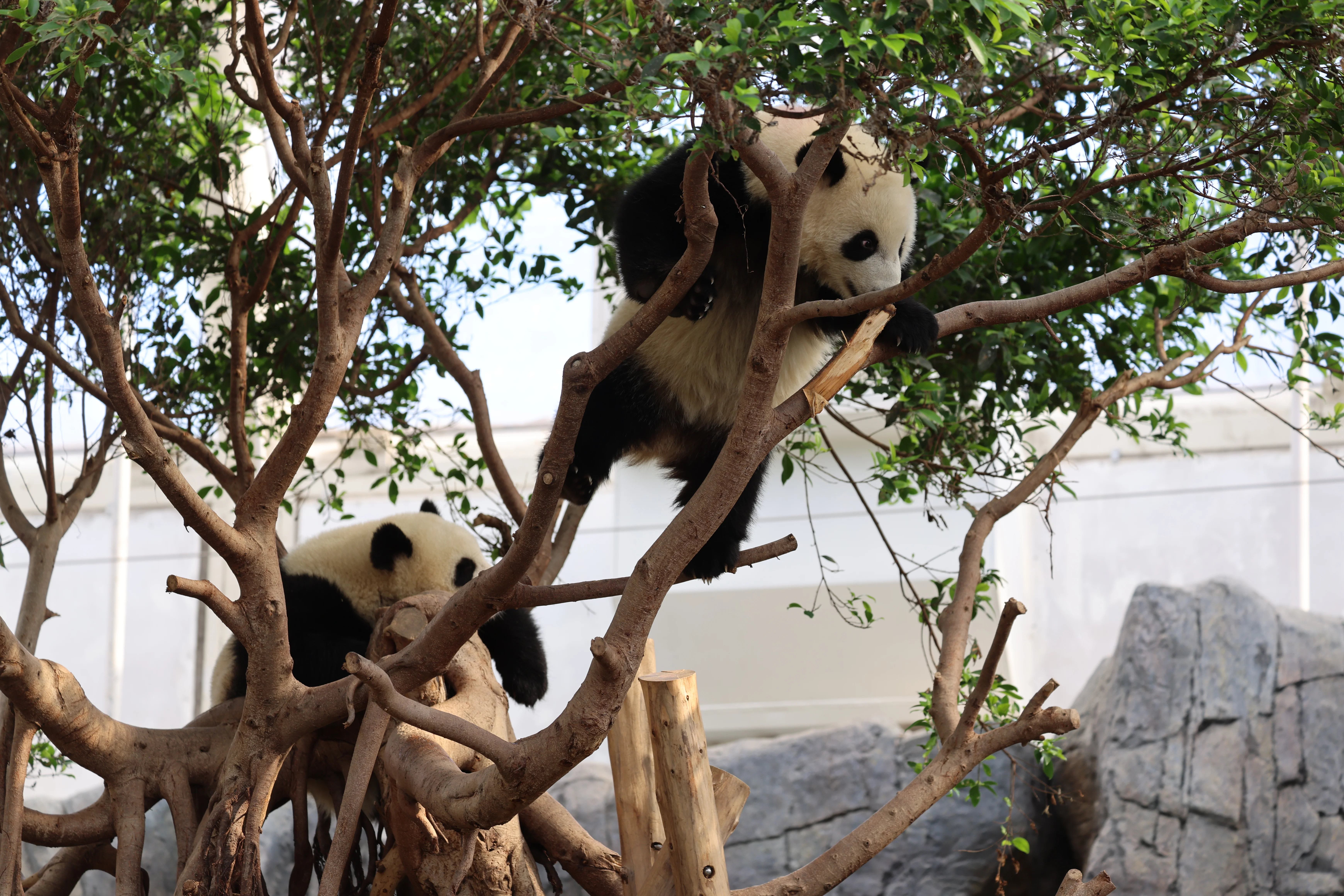 Ocean Park Hong Kong
