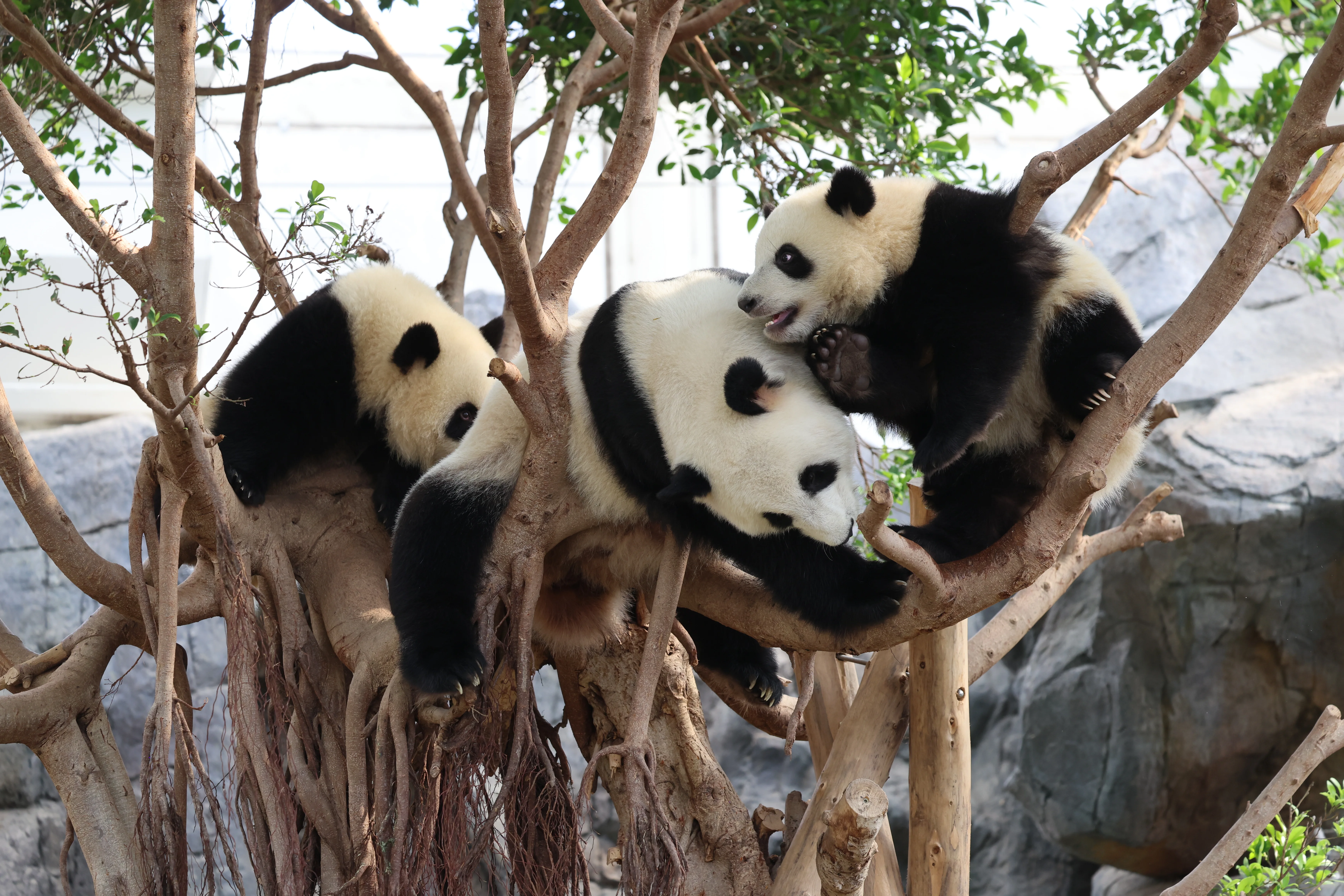 Ocean Park Hong Kong