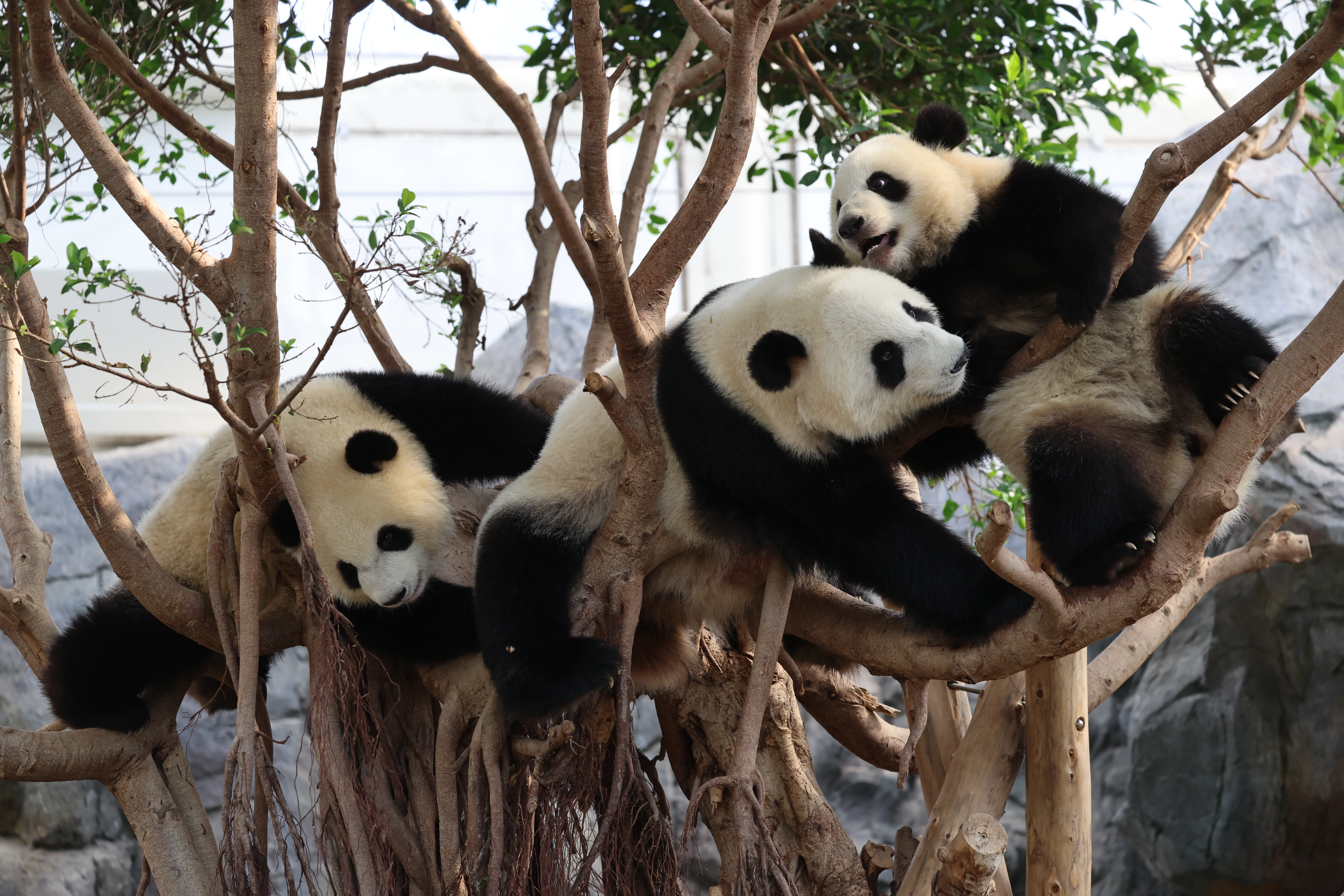 Ocean Park Hong Kong