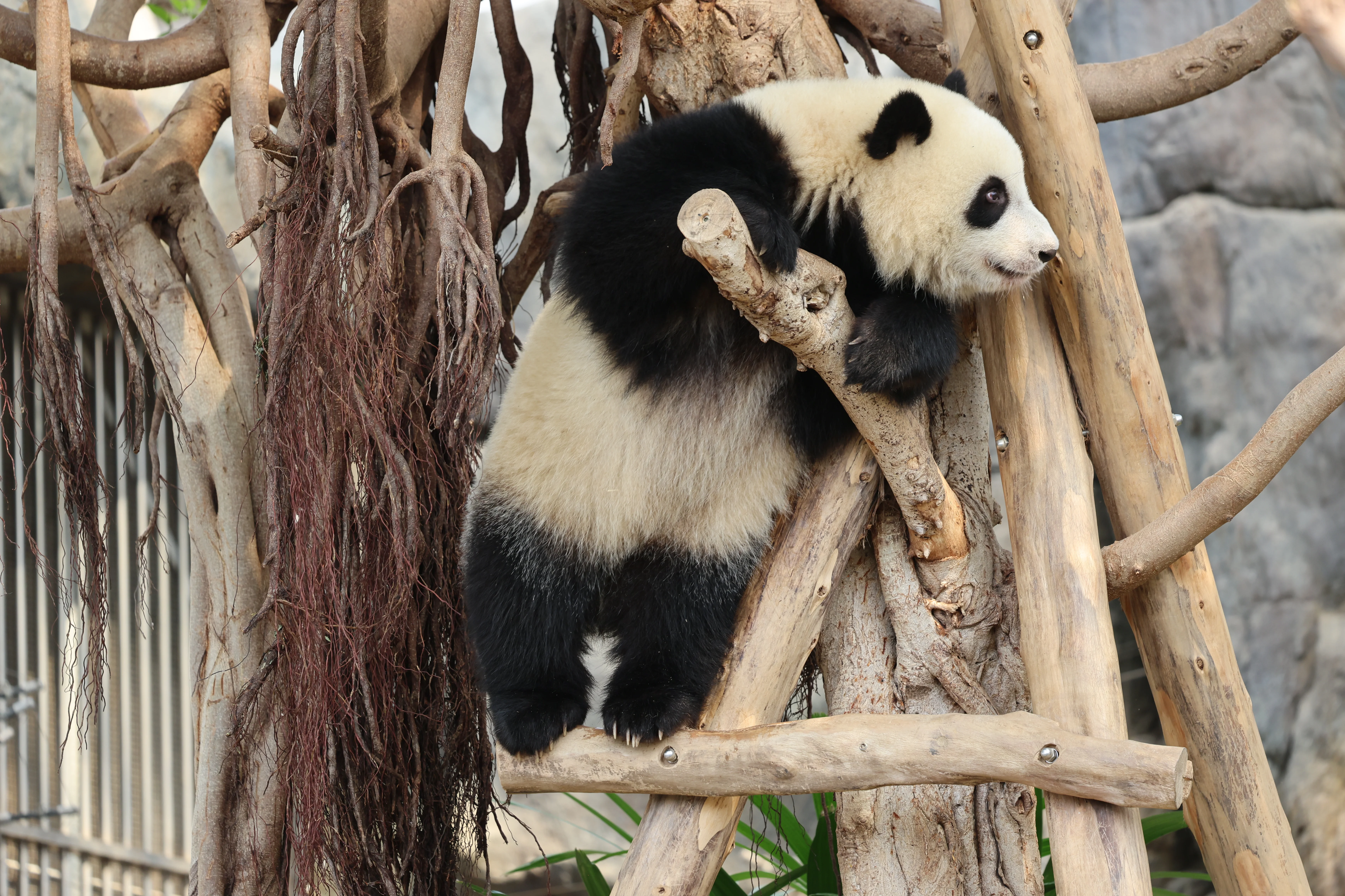 Ocean Park Hong Kong