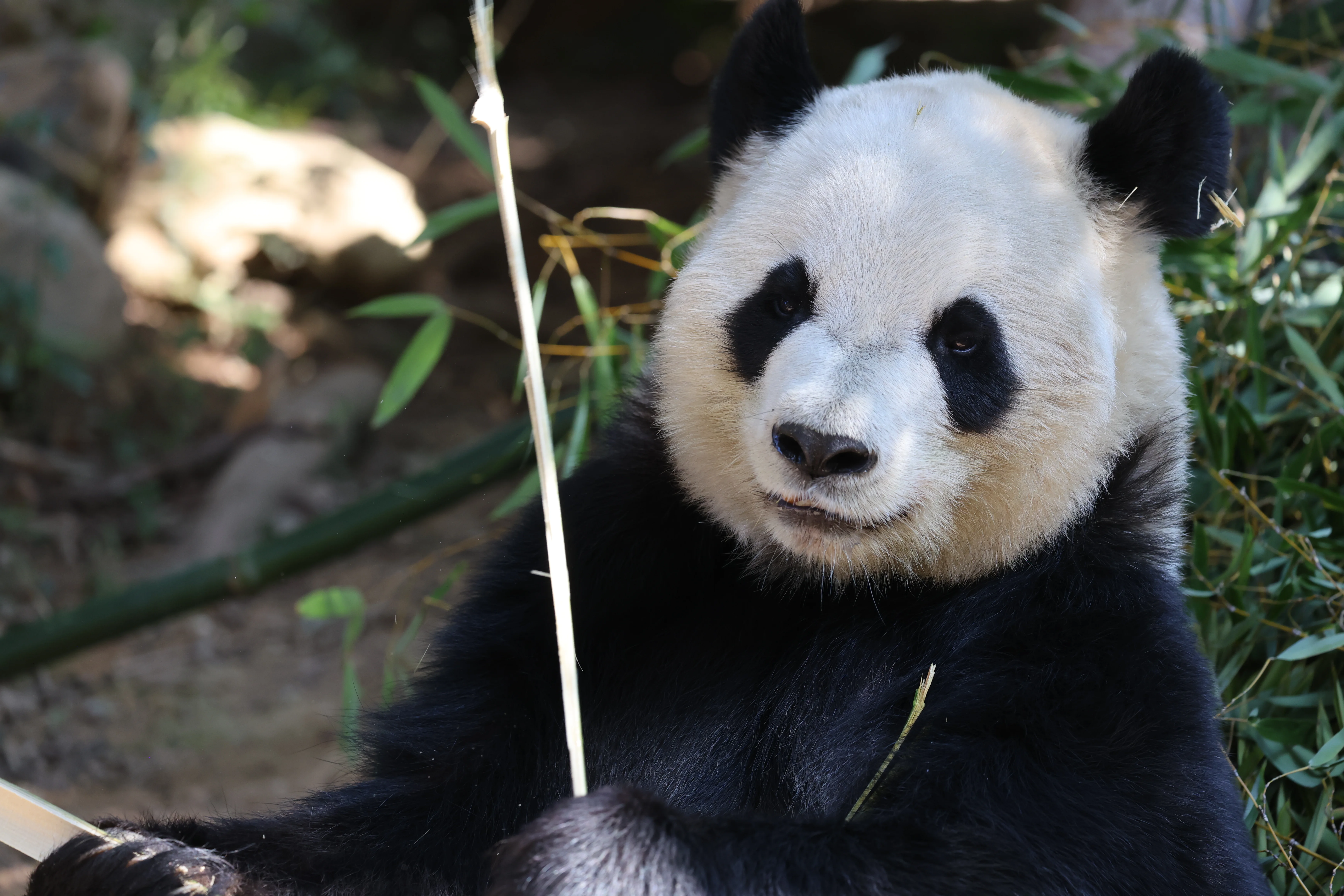 Quanzhou Haisi Safari Park