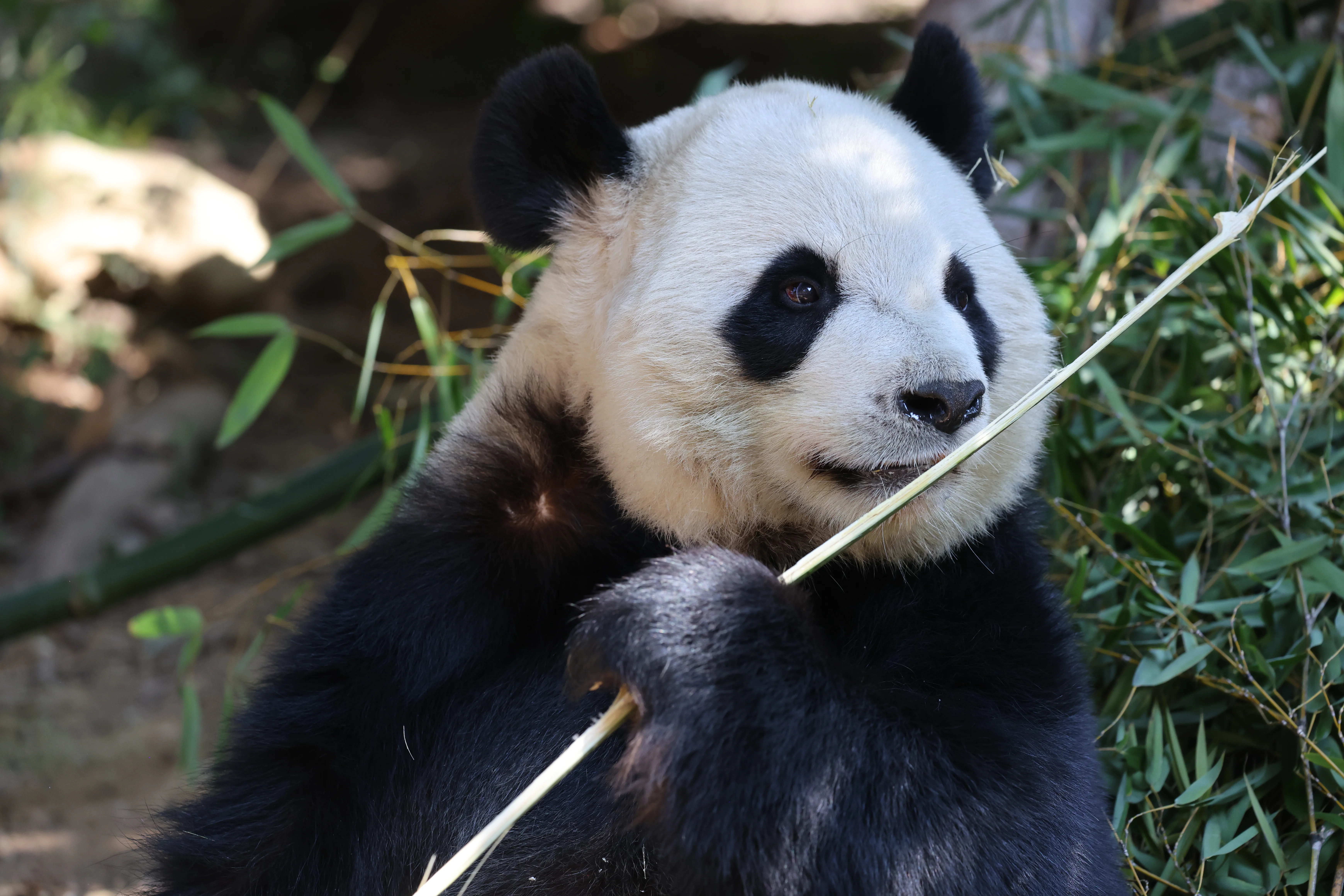 Quanzhou Haisi Safari Park