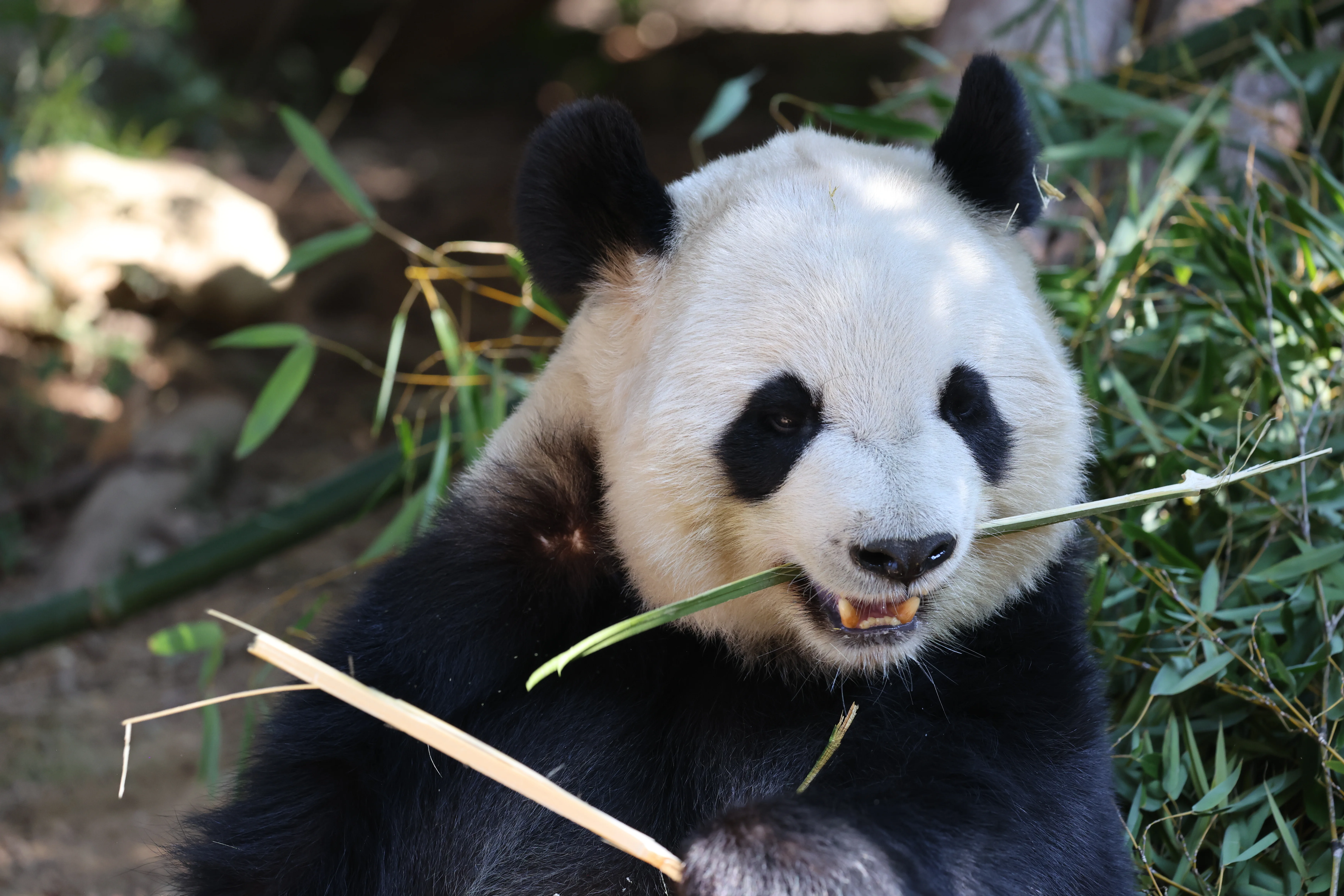 Quanzhou Haisi Safari Park