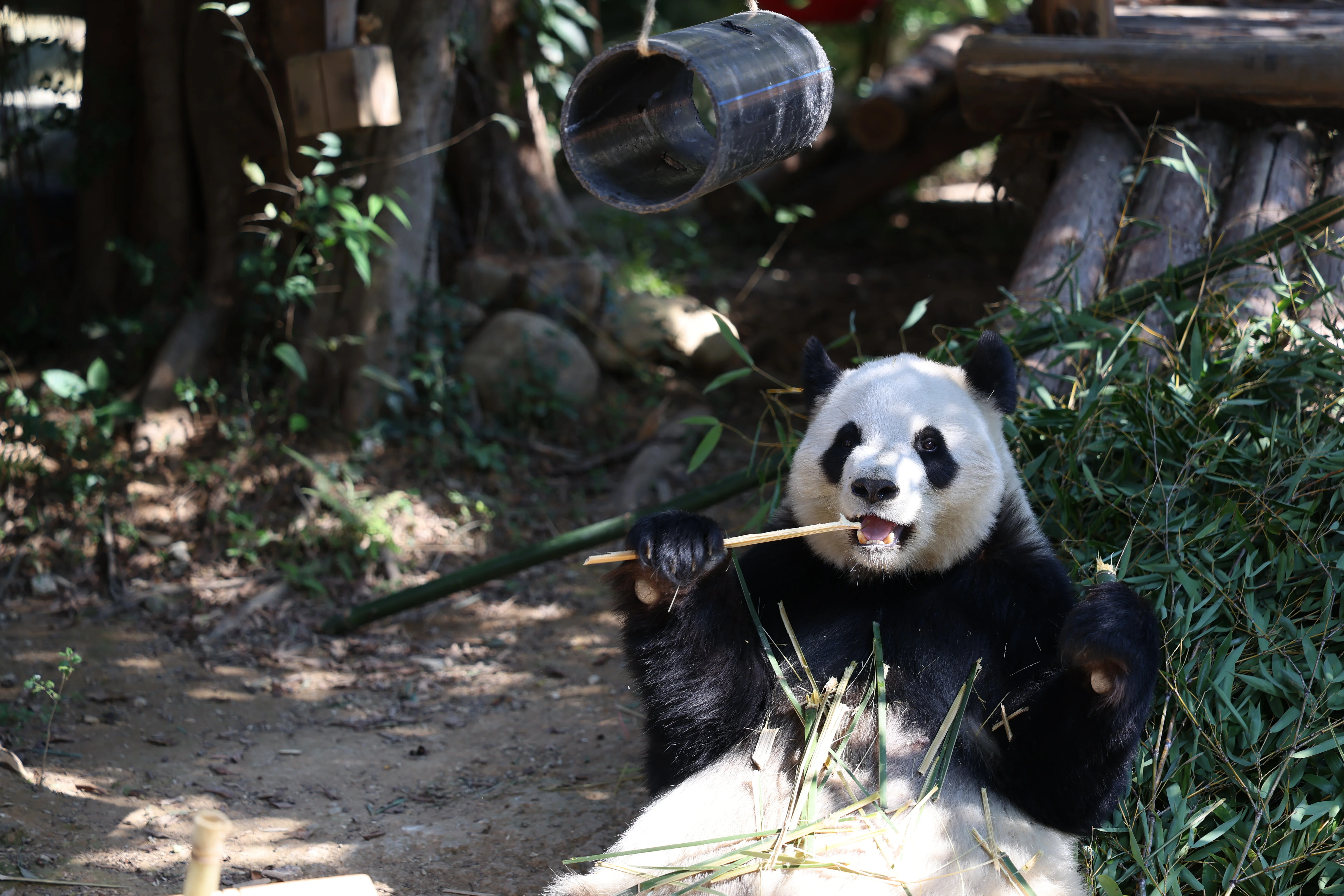 Quanzhou Haisi Safari Park