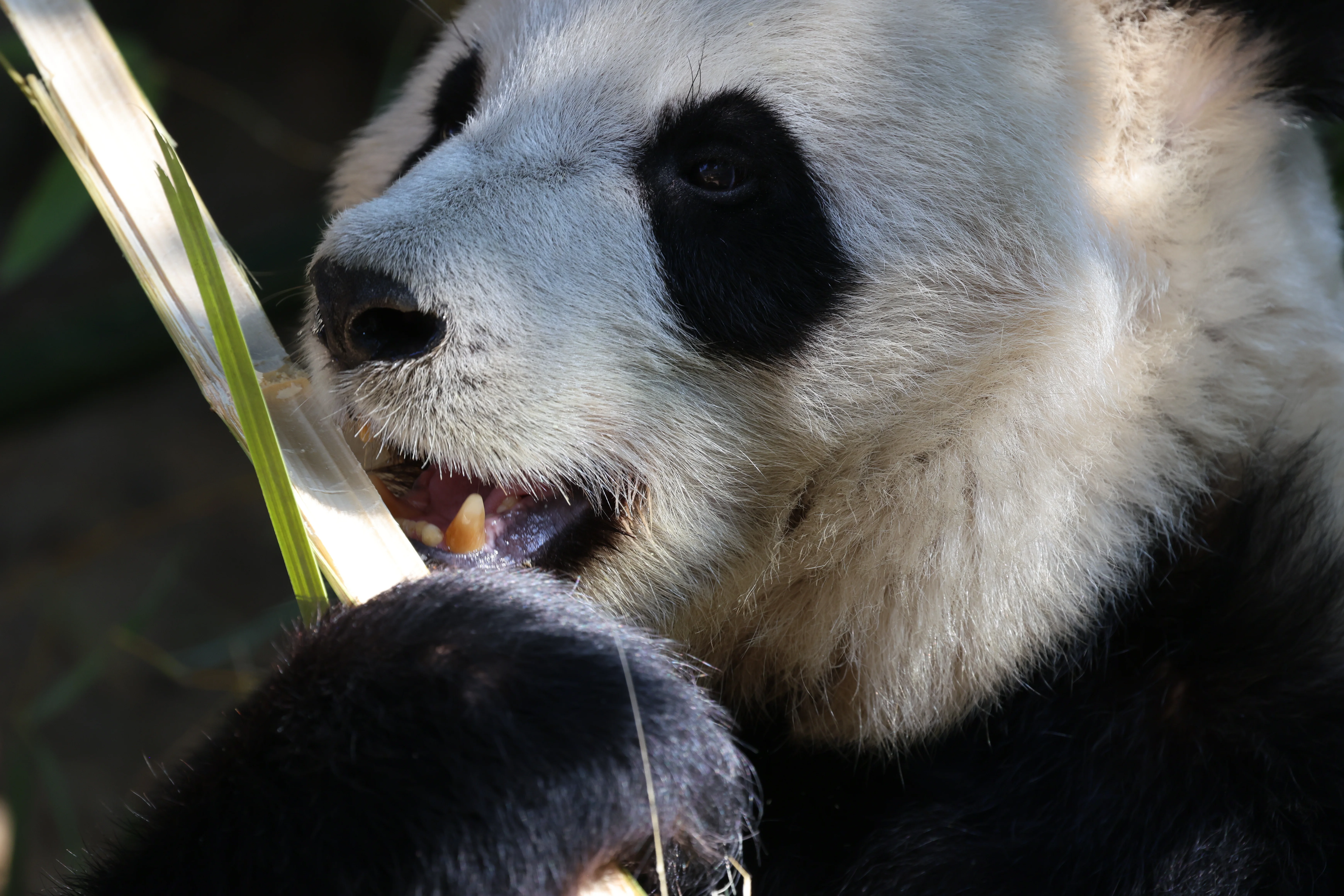 Quanzhou Haisi Safari Park