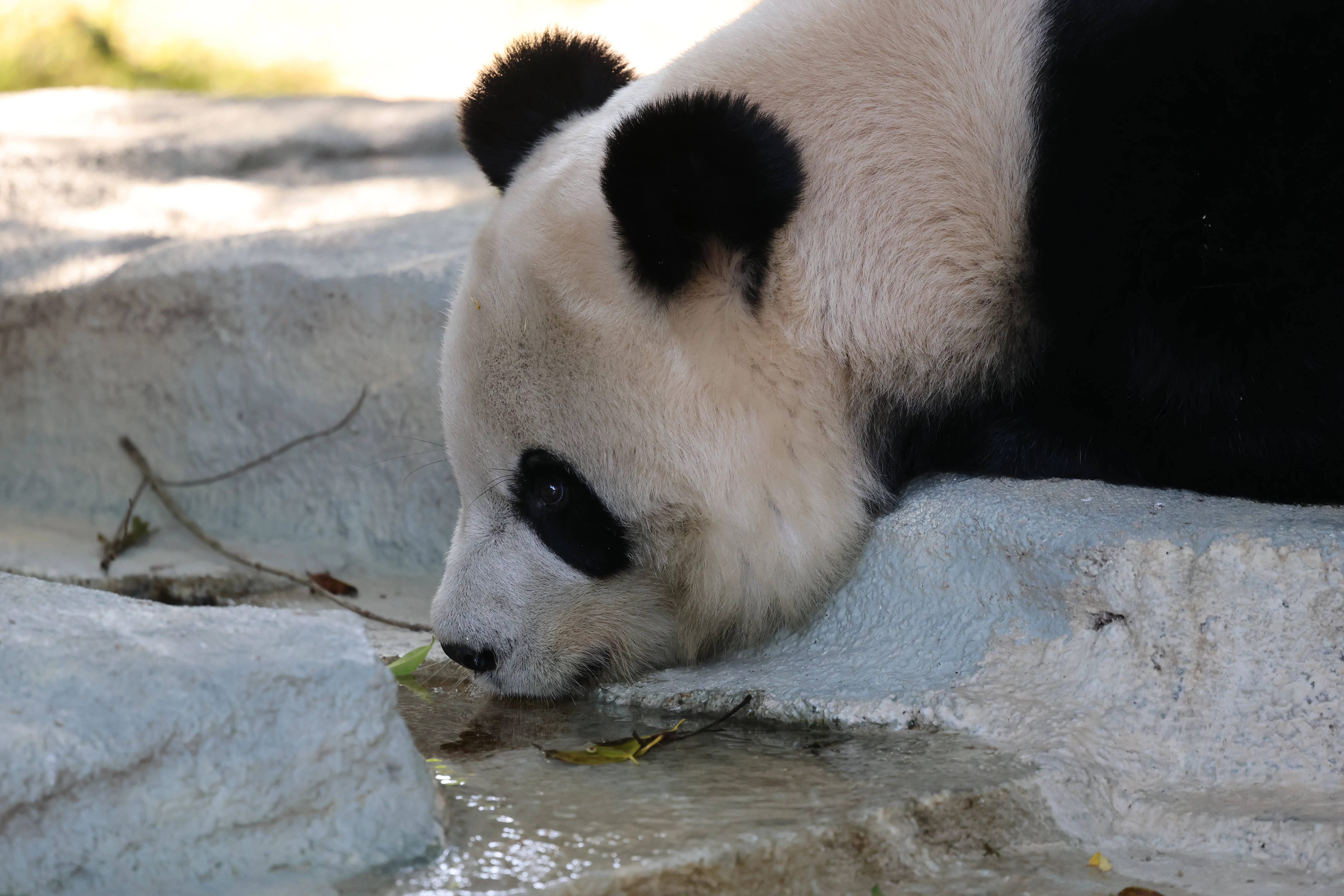 Quanzhou Haisi Safari Park