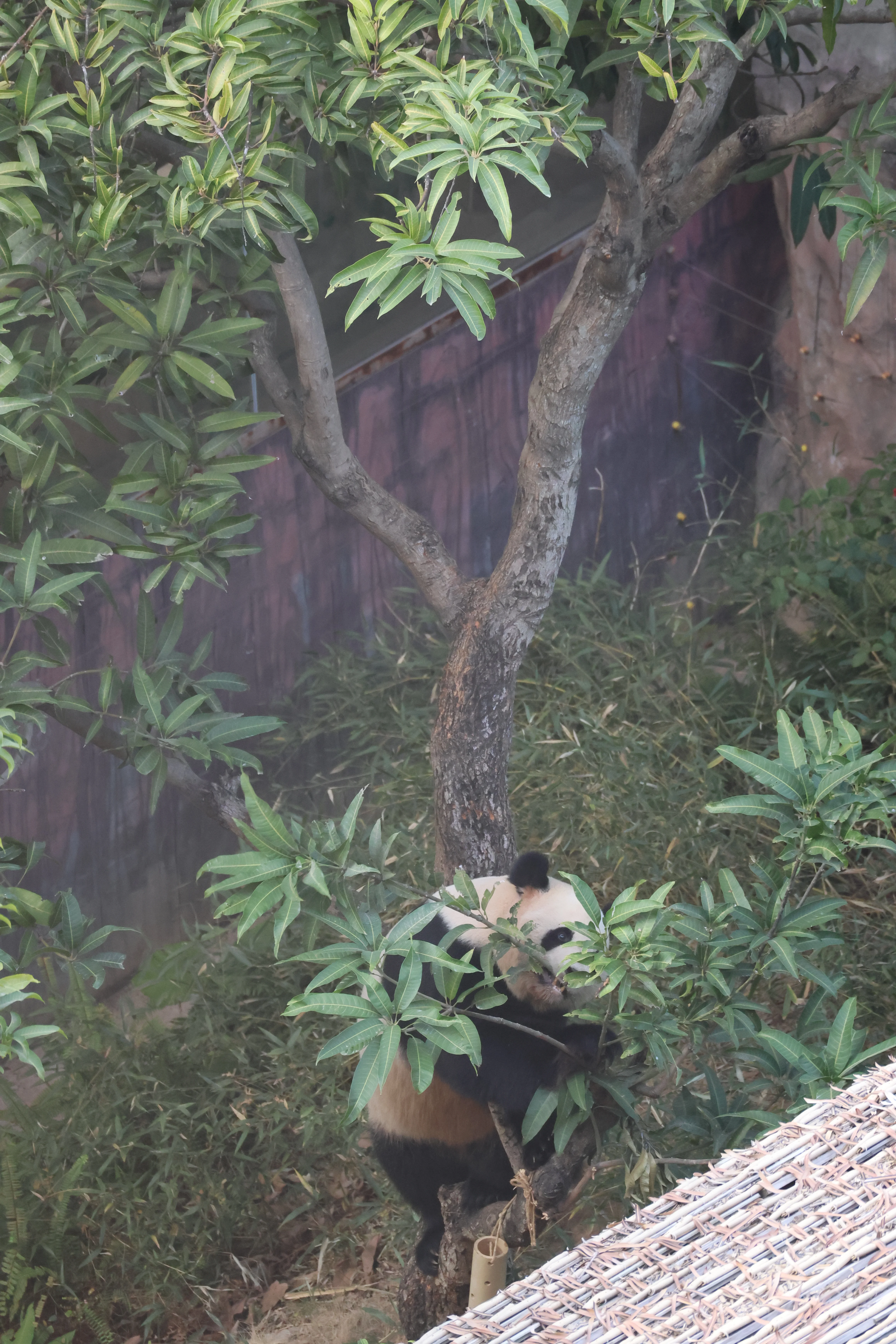 Lingling Animal Kingdom