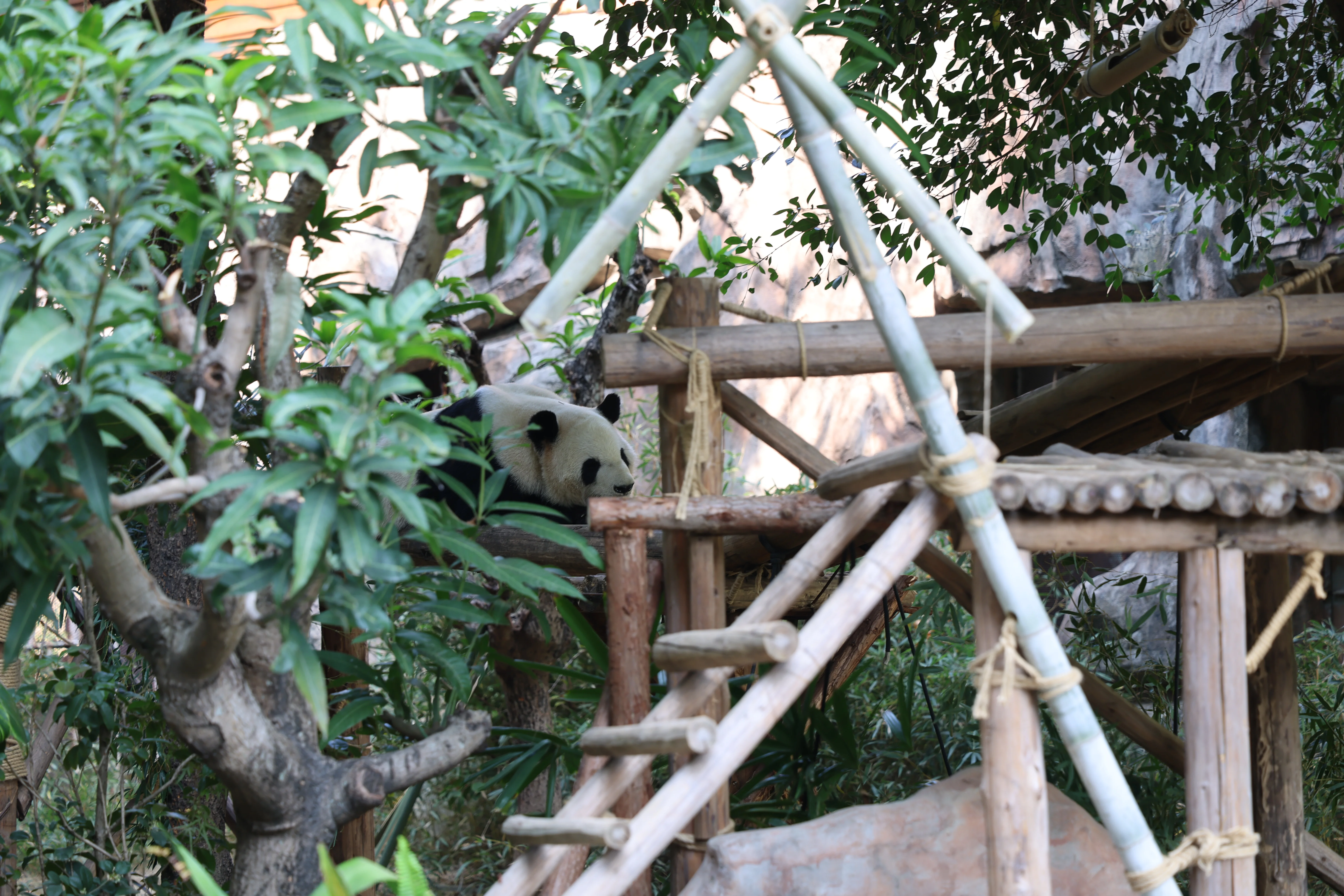 Lingling Animal Kingdom