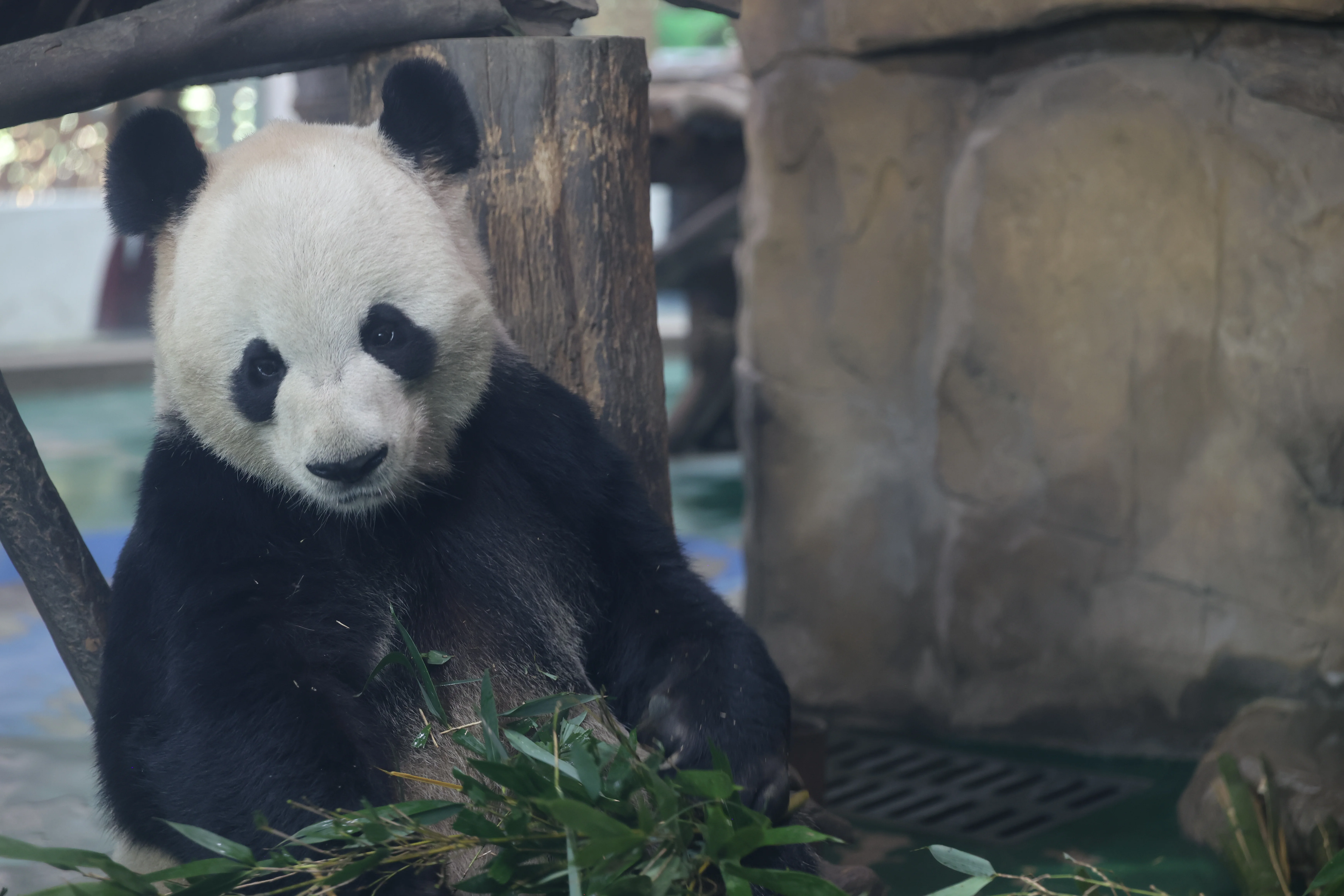 Chengdu Zoo