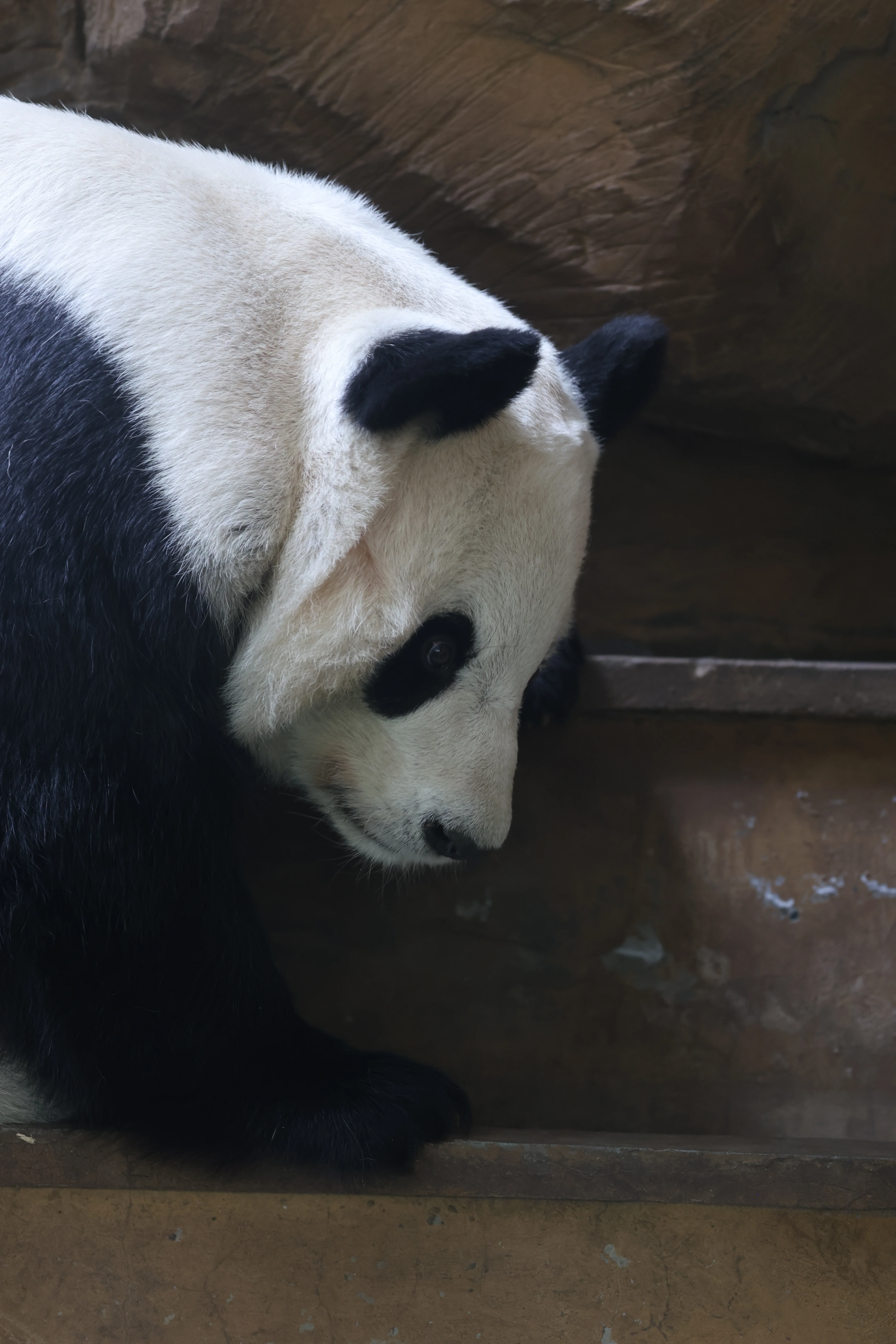Chengdu Zoo