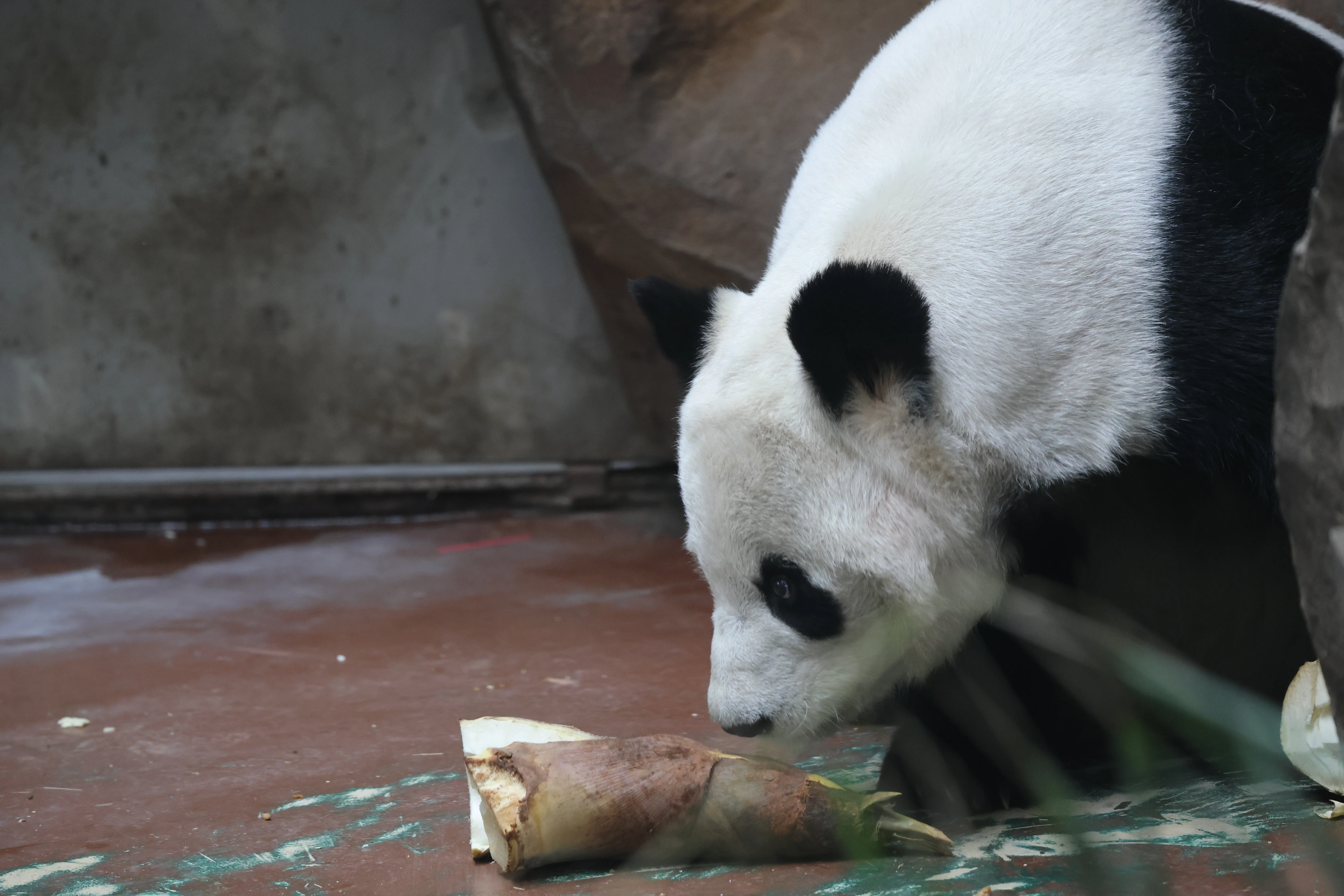 Chengdu Zoo