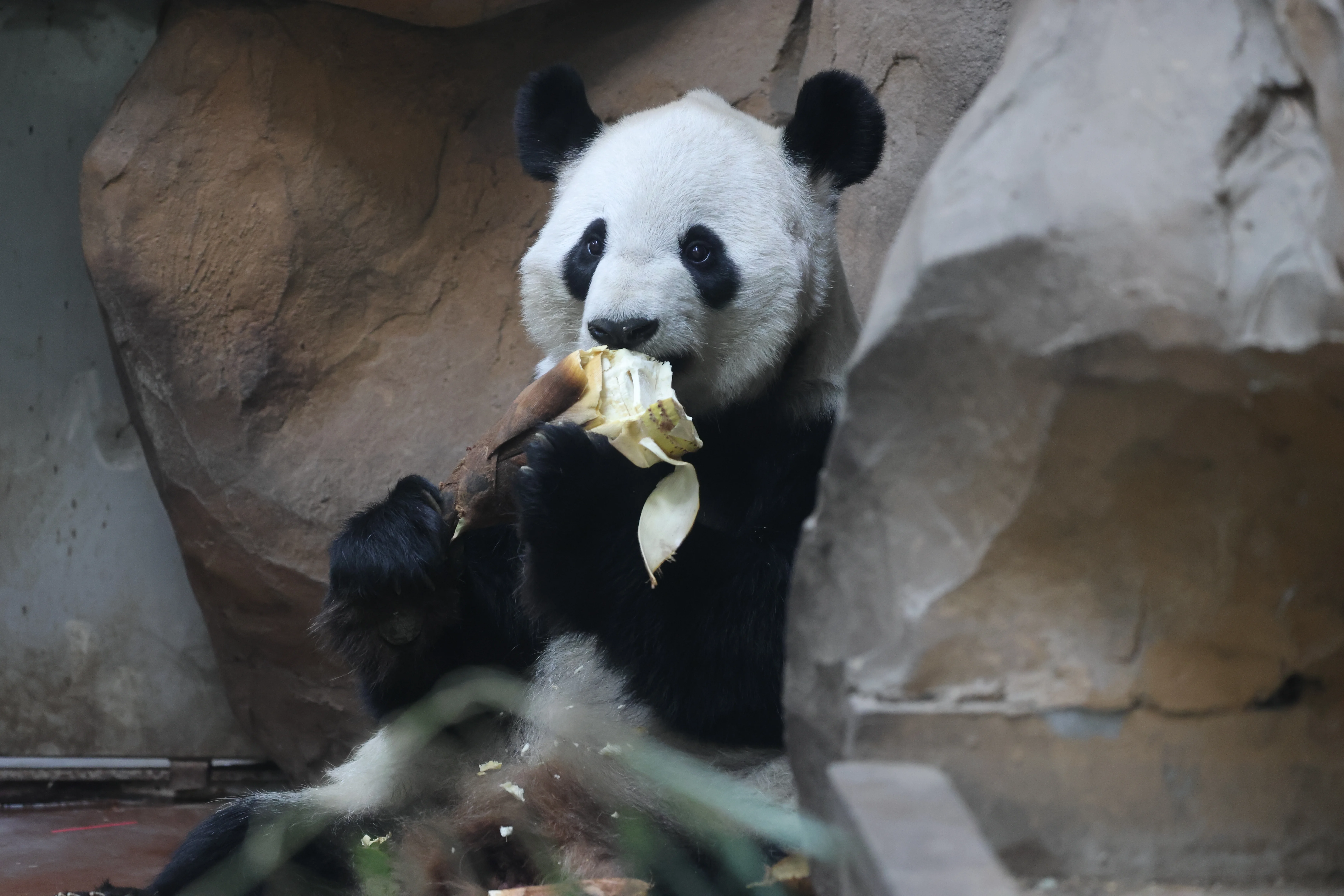 Chengdu Zoo