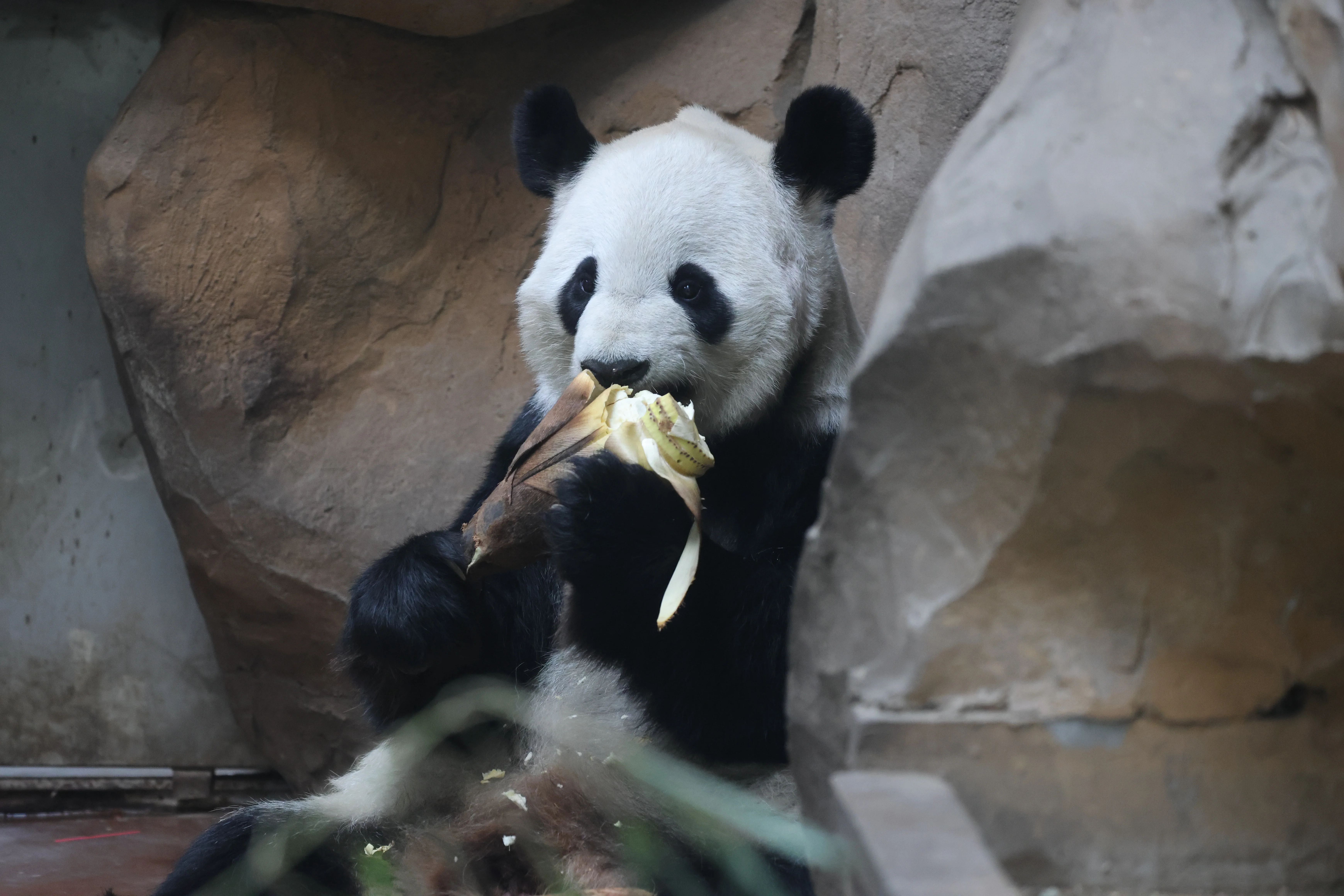 Chengdu Zoo