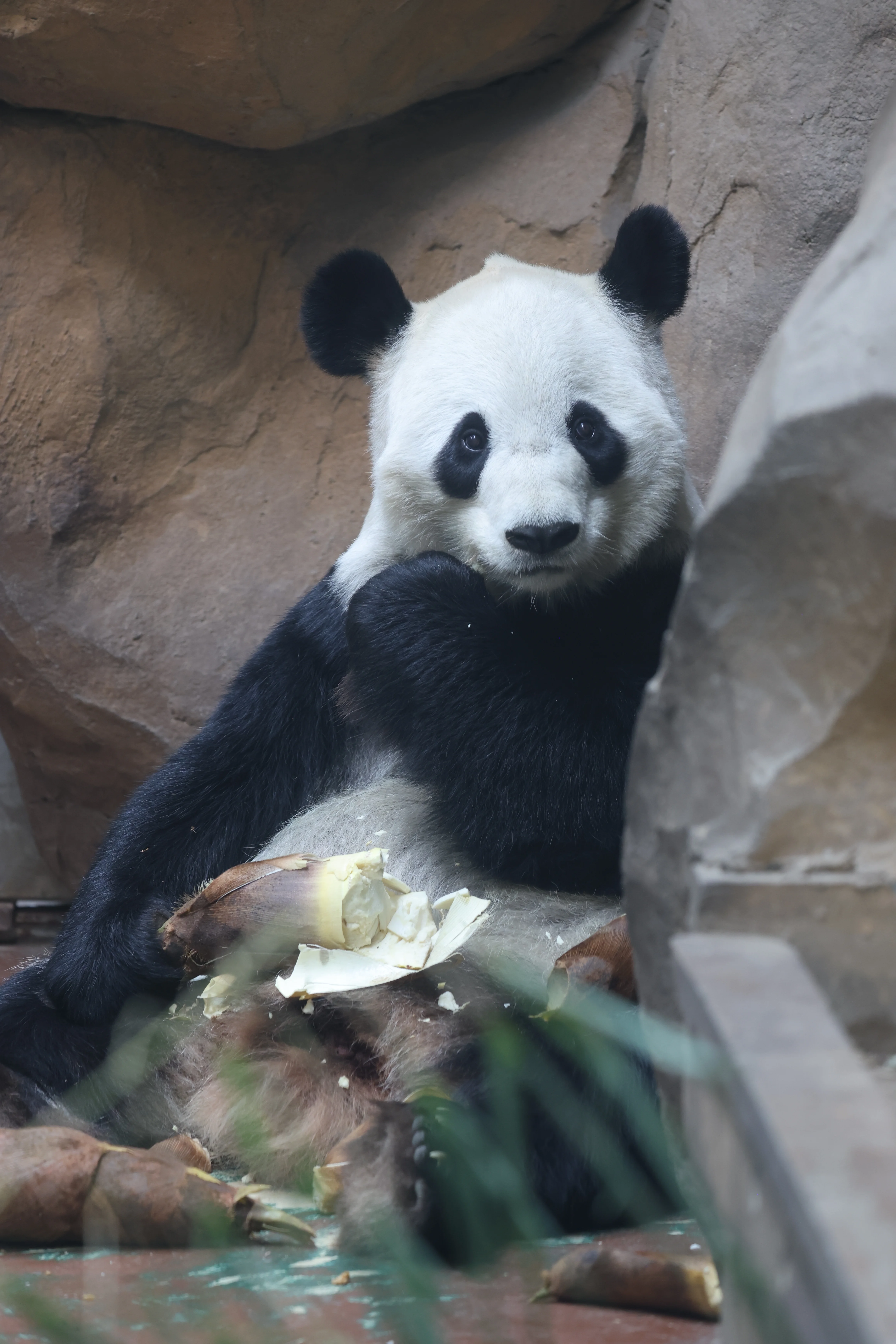 Chengdu Zoo