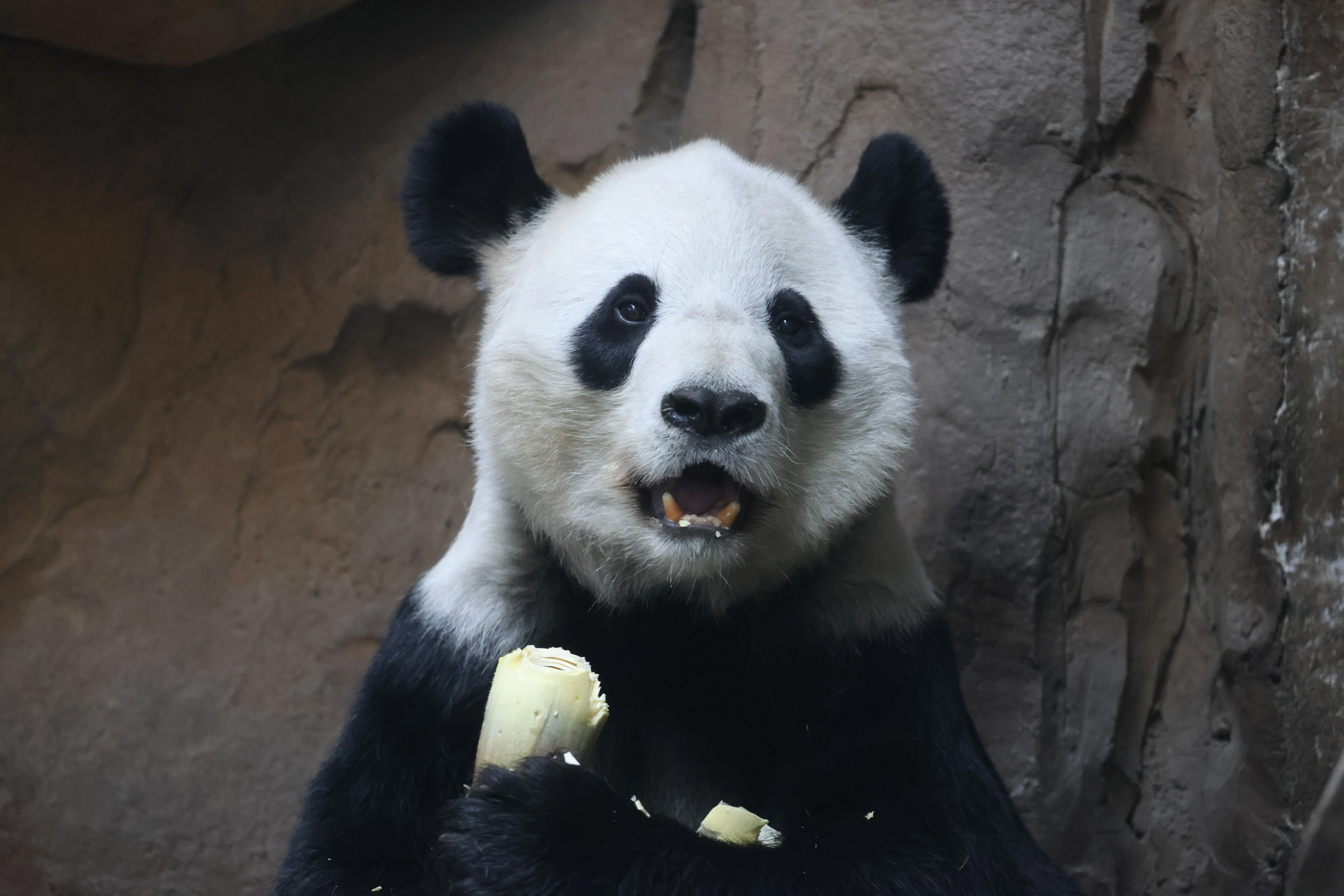 Chengdu Zoo