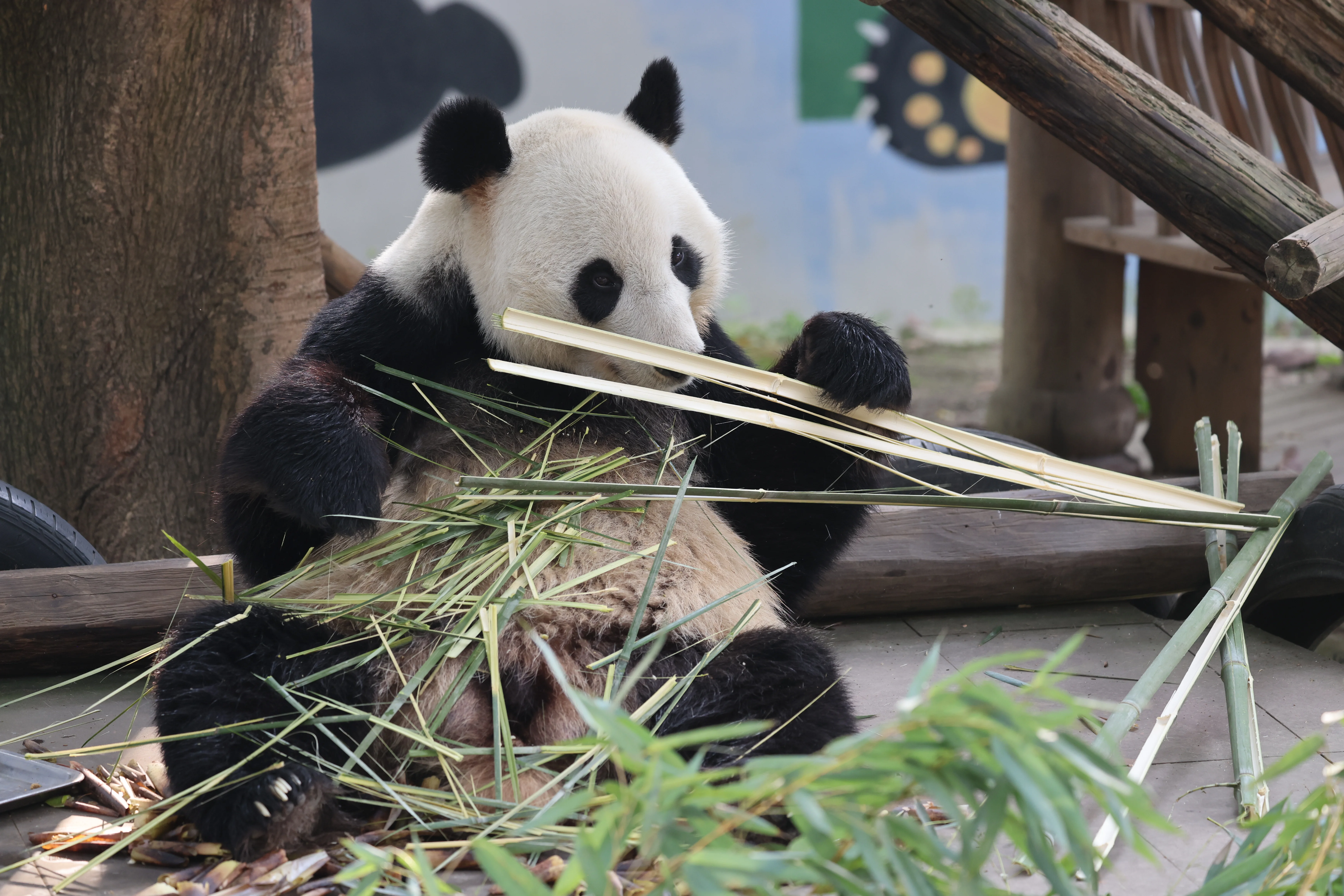 China Bamboo Art City