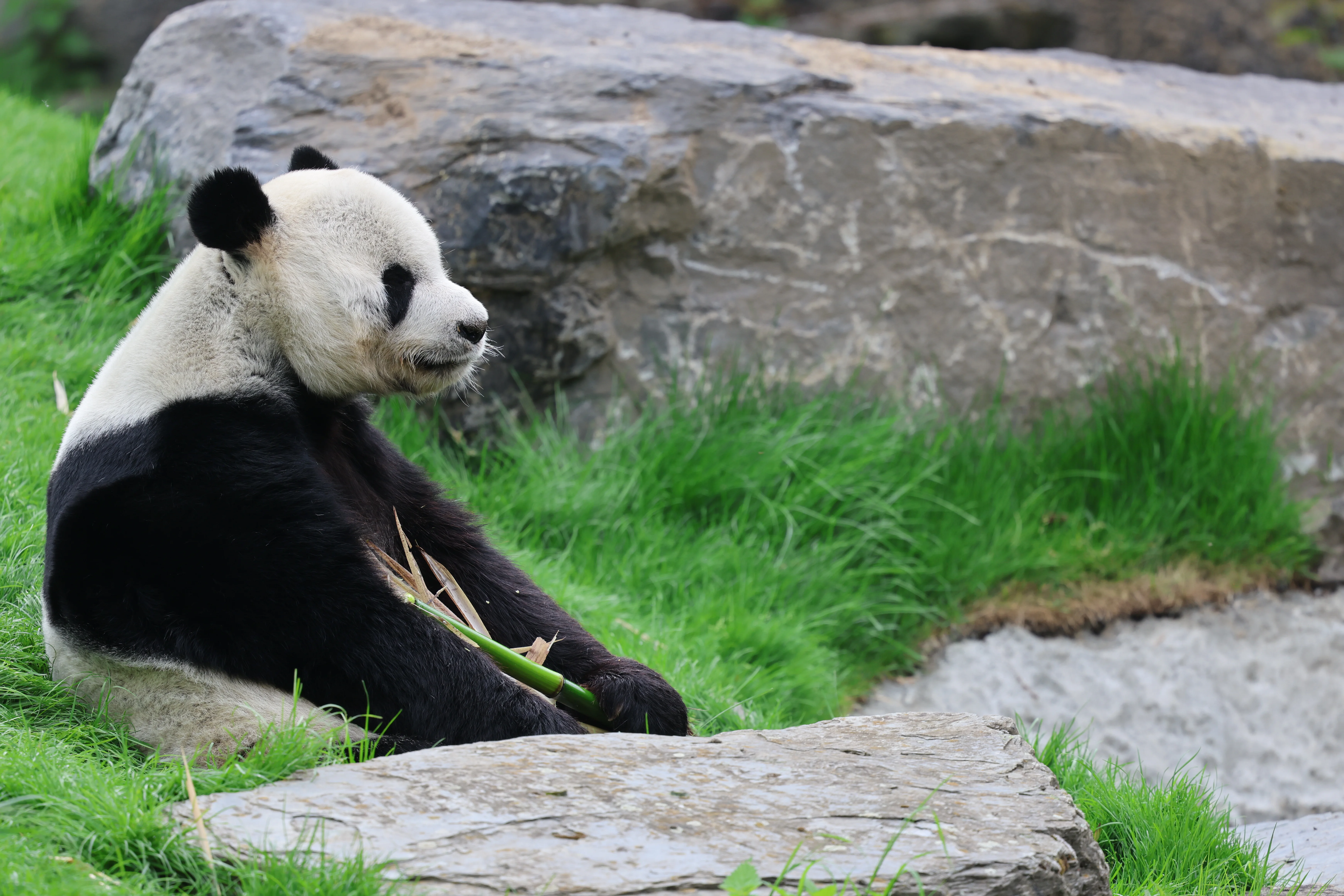 Pairi Daiza