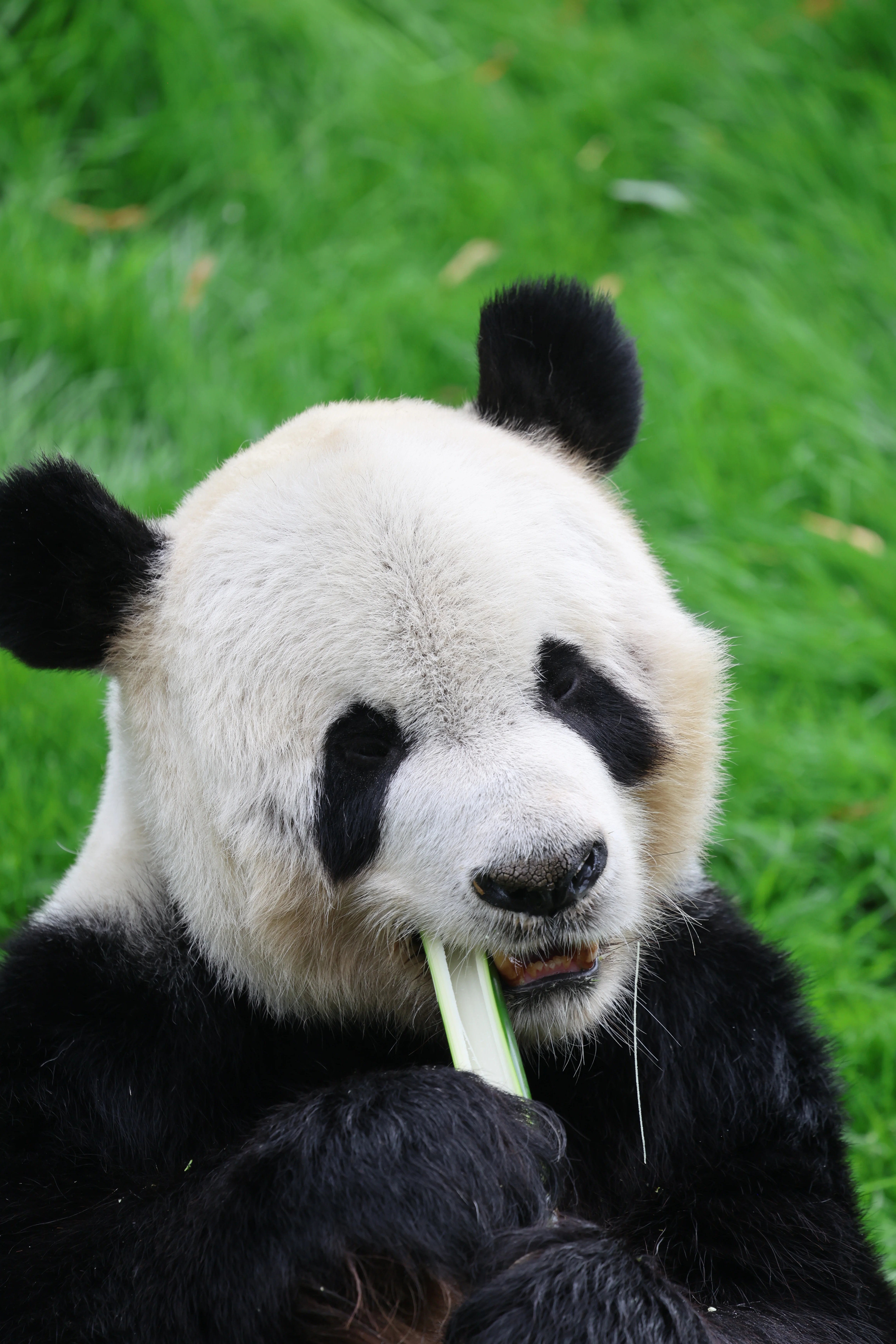 Pairi Daiza