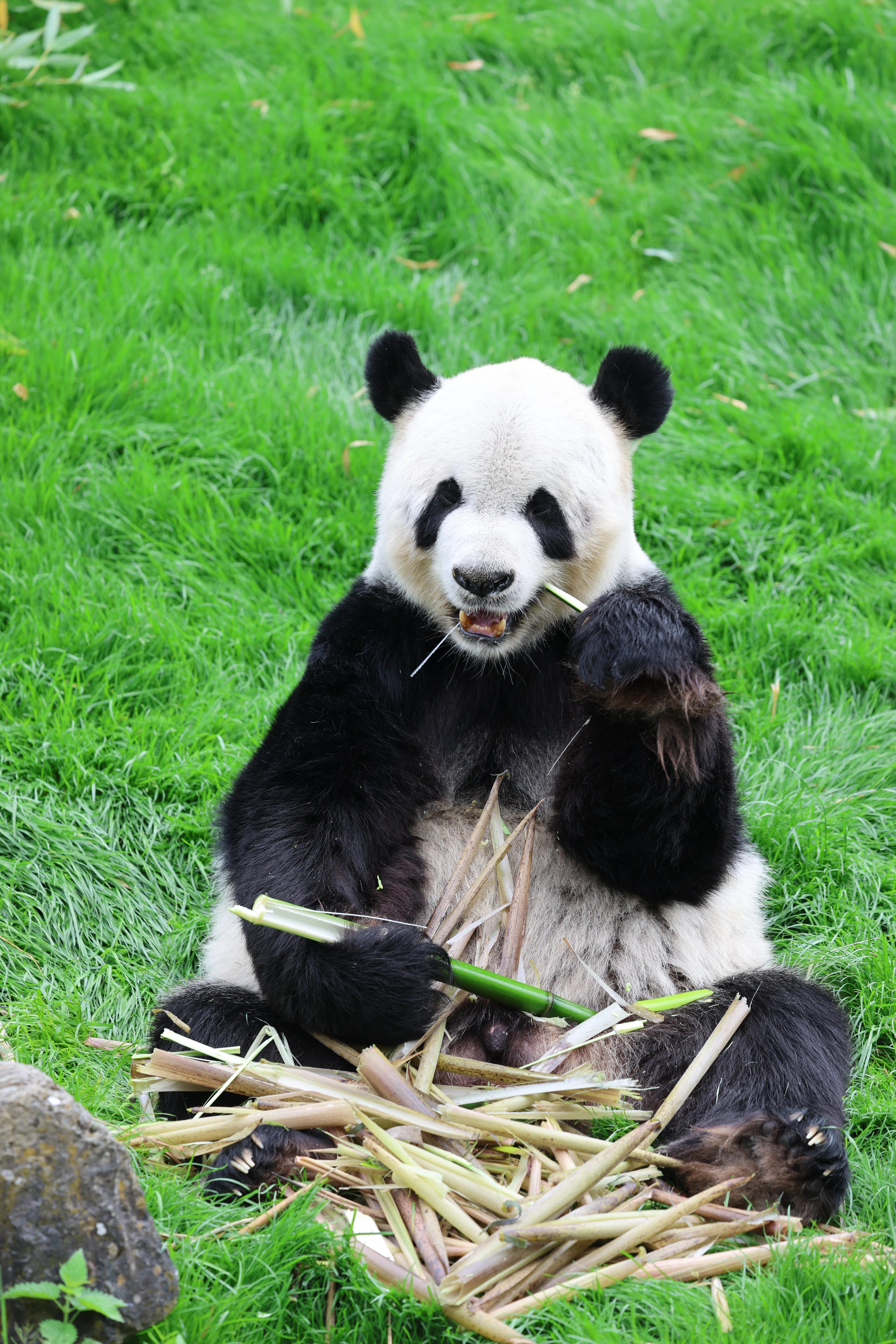 Pairi Daiza