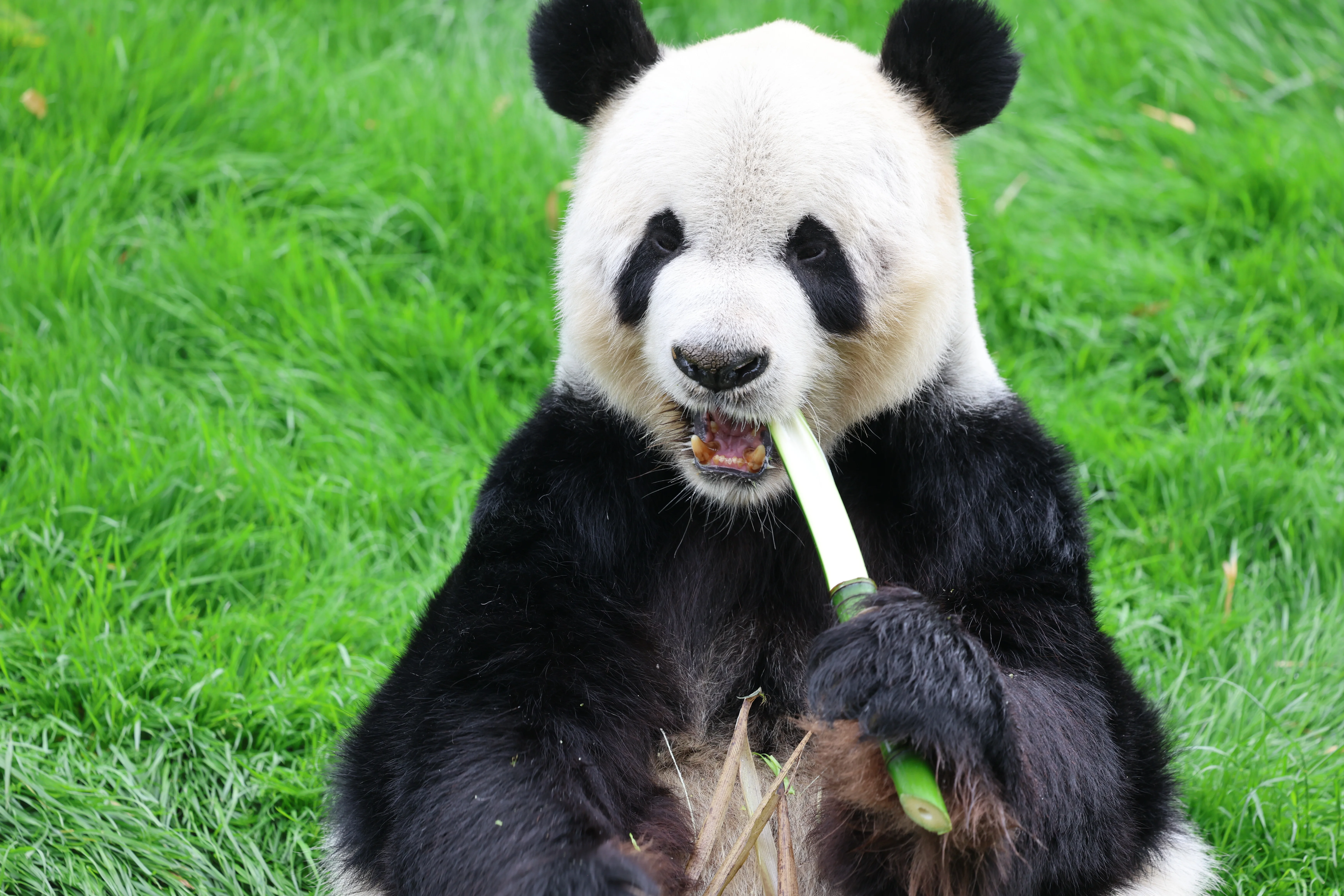 Pairi Daiza
