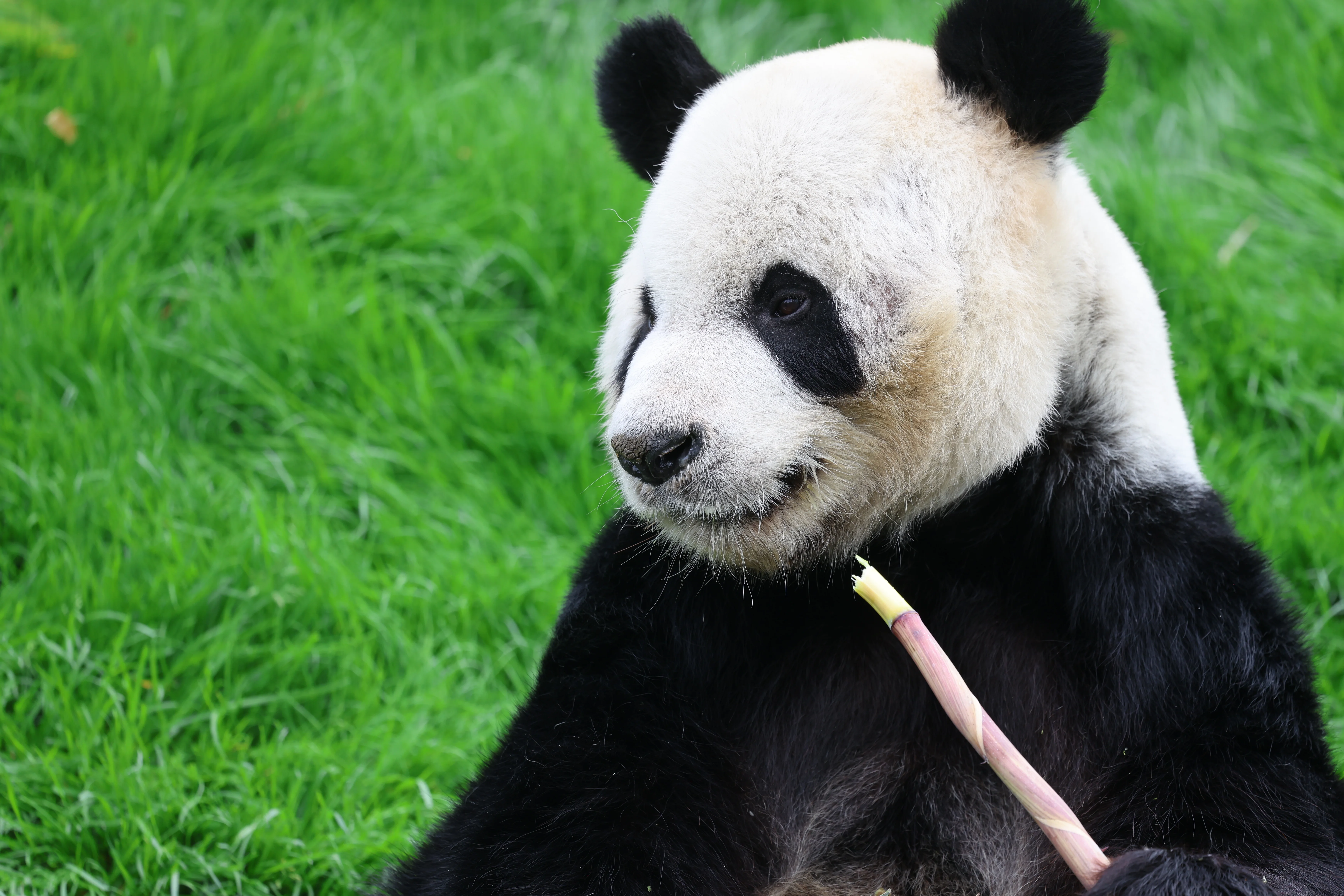 Pairi Daiza