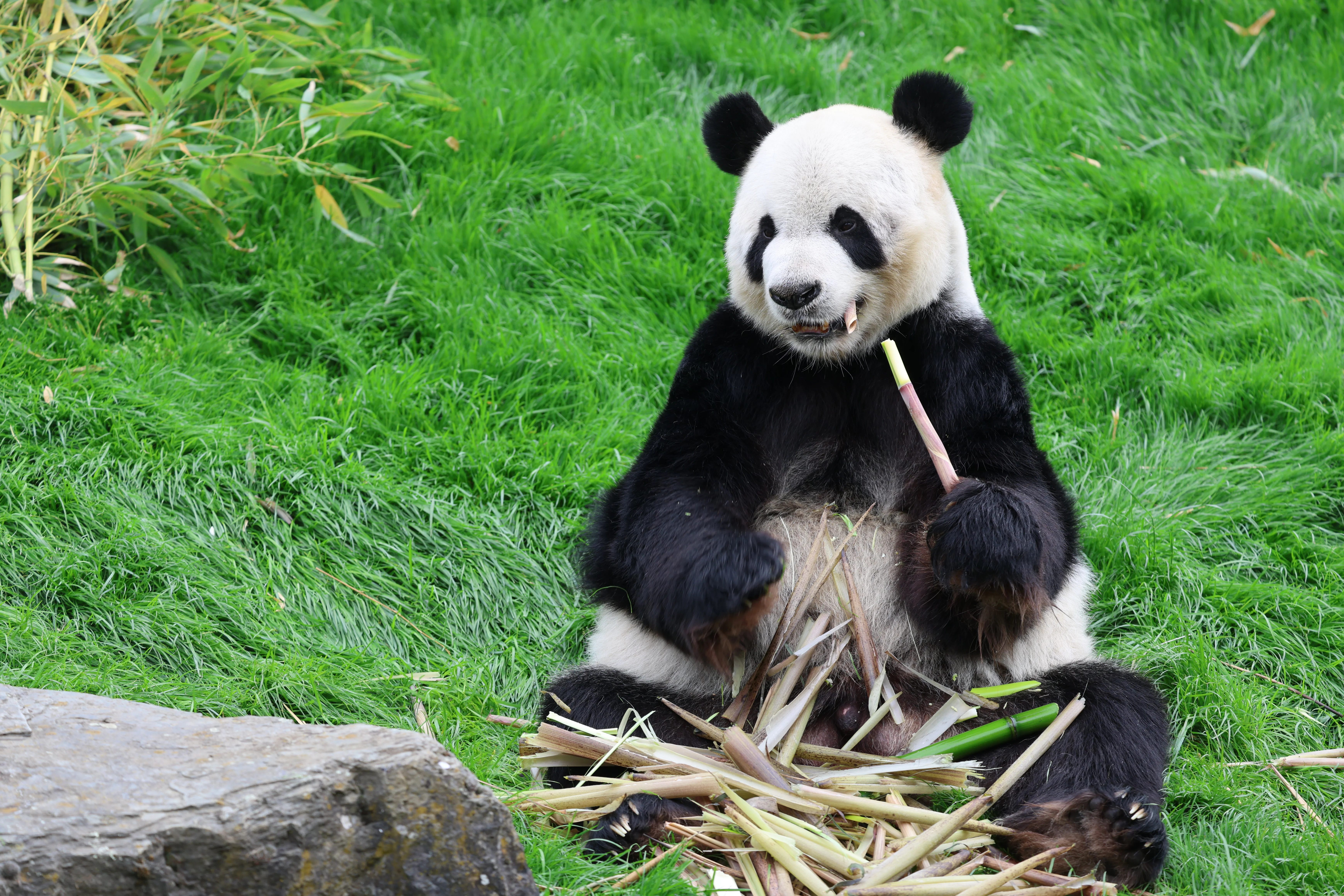 Pairi Daiza