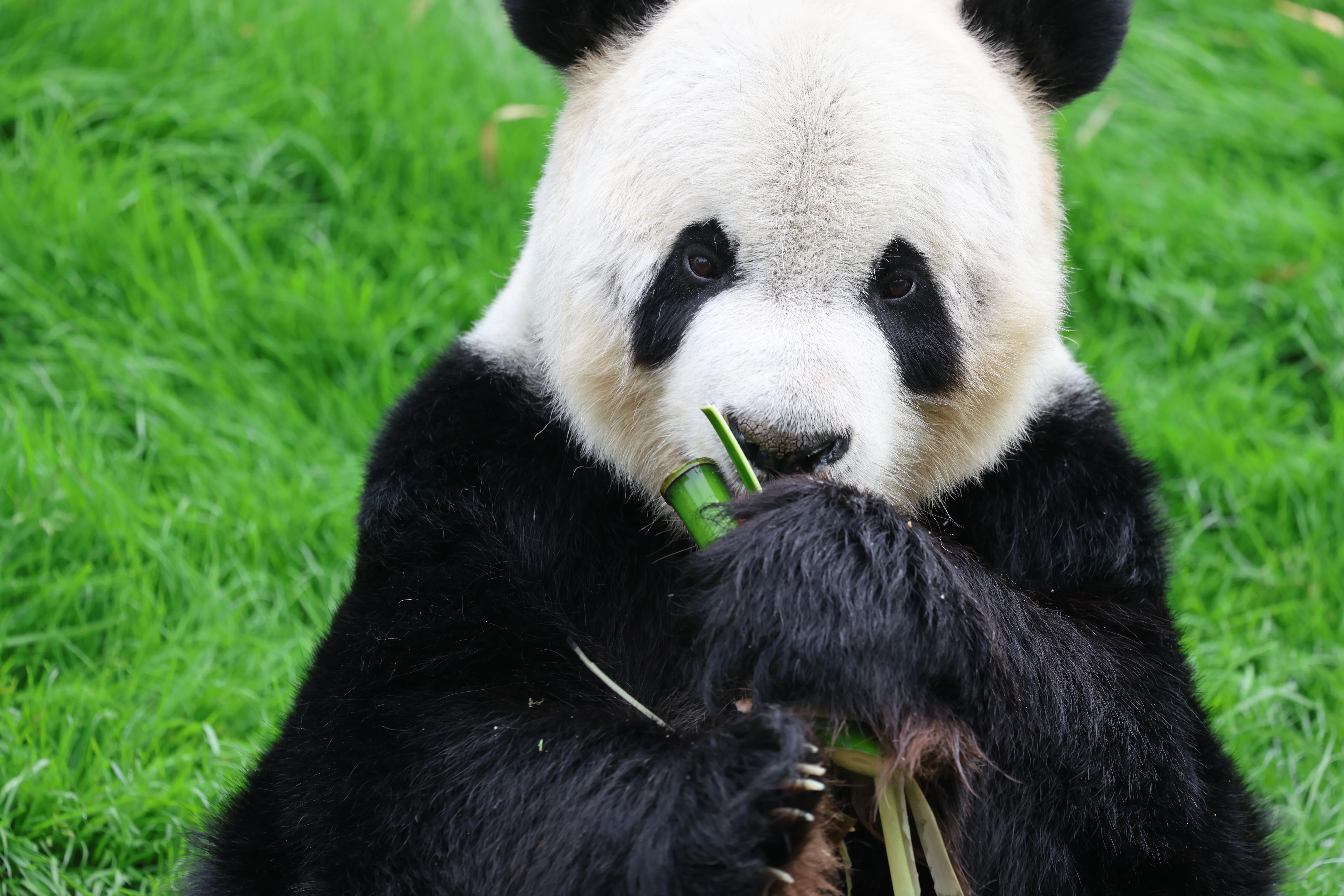 Pairi Daiza