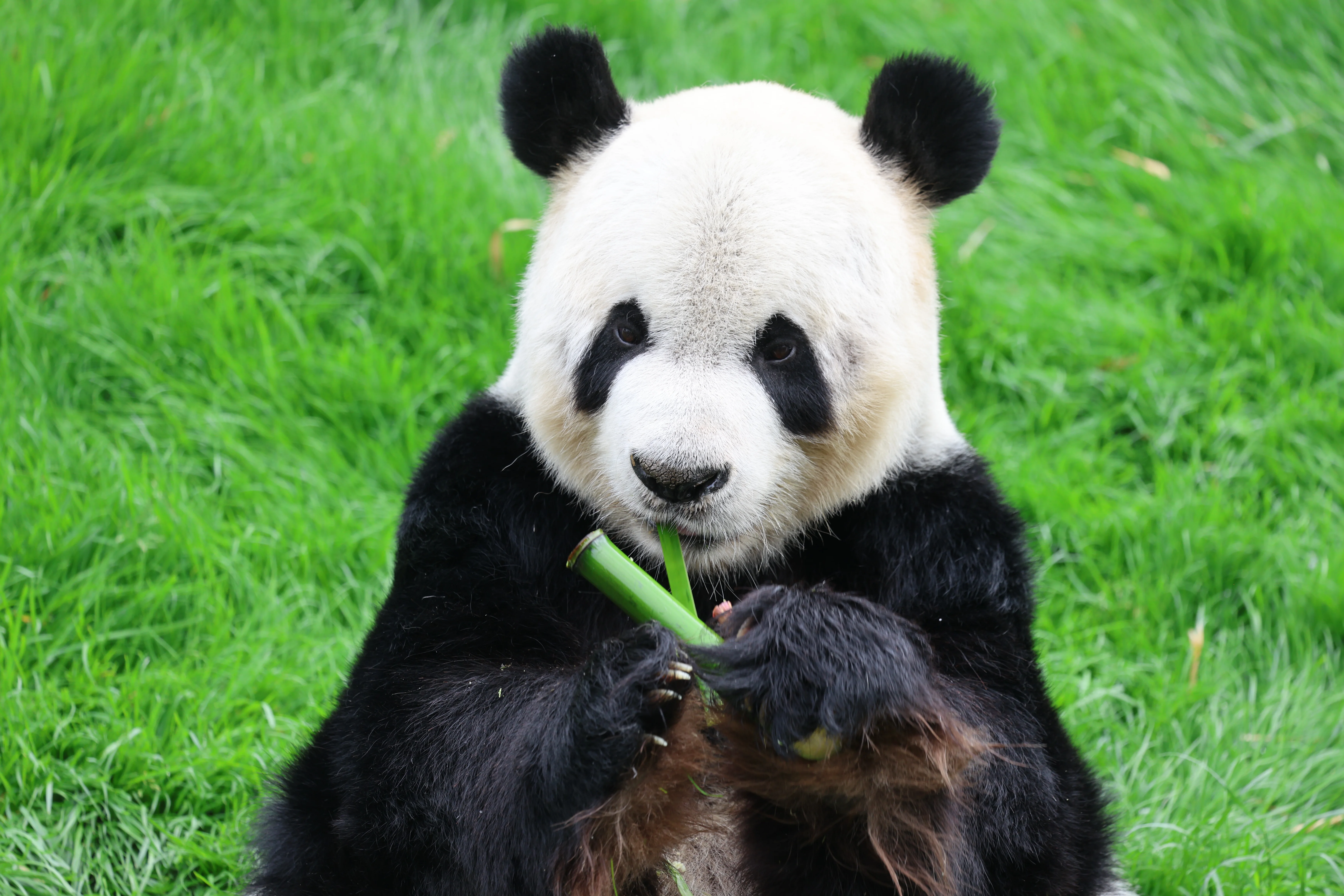 Pairi Daiza