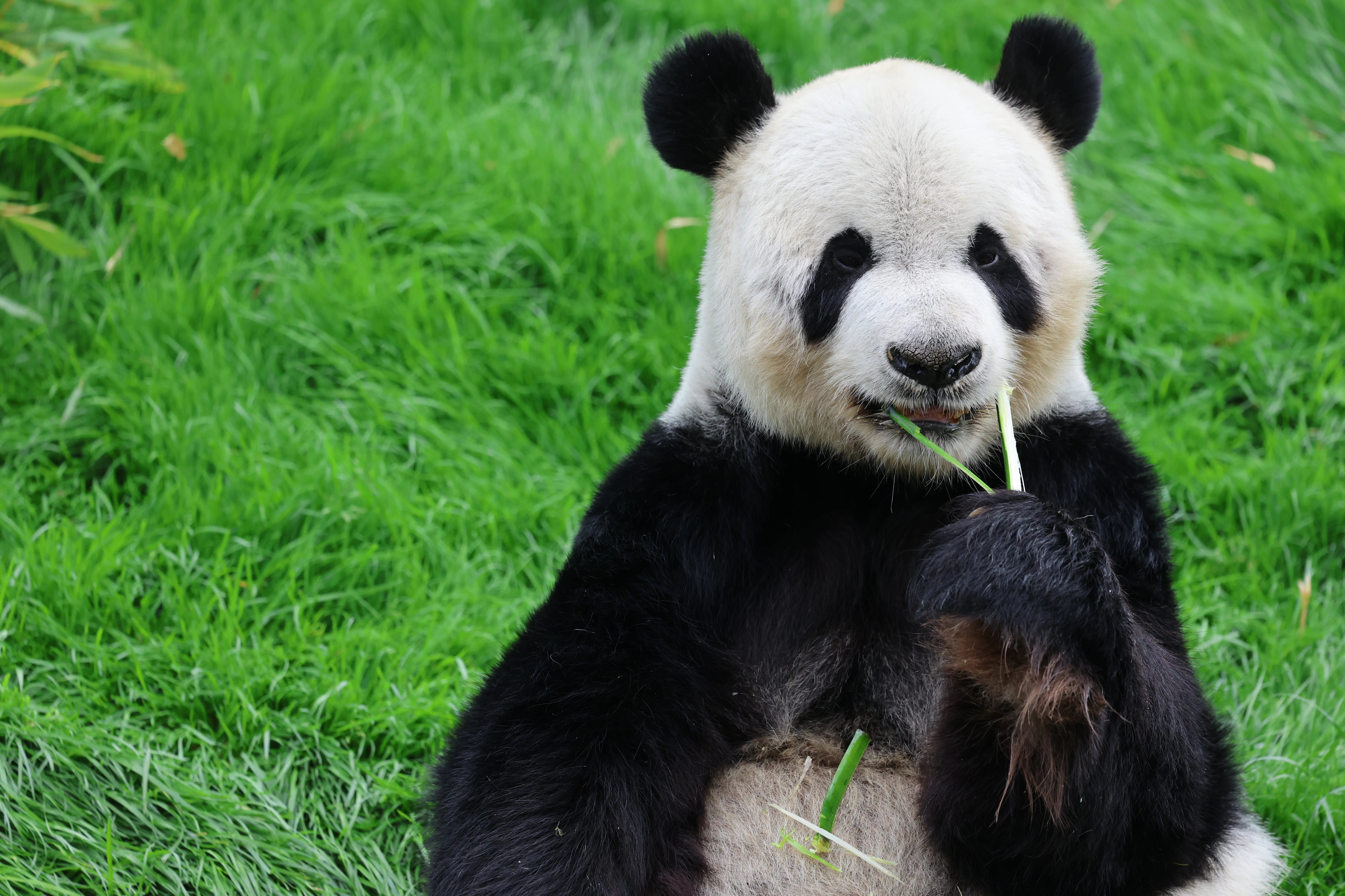 Pairi Daiza