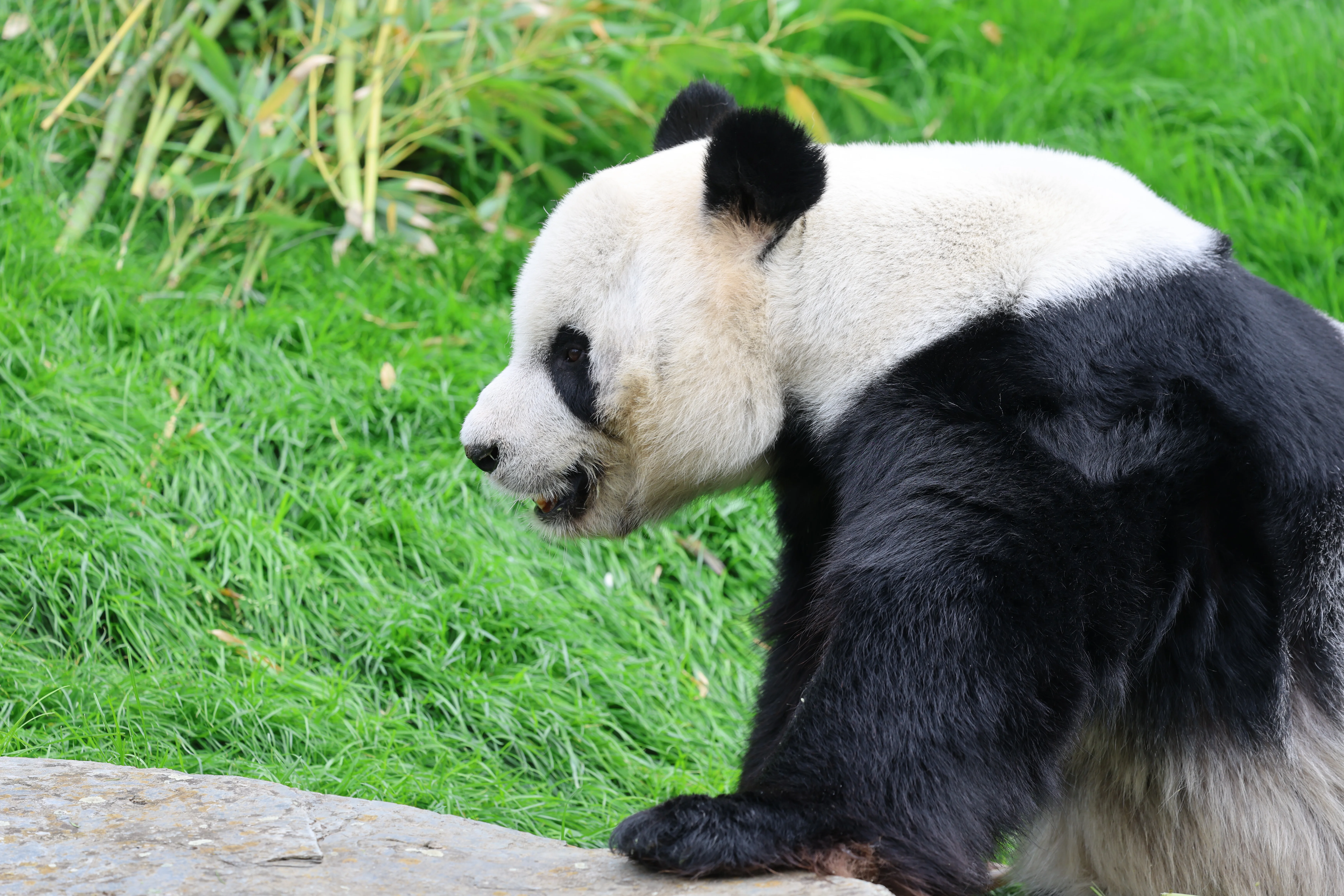 Pairi Daiza
