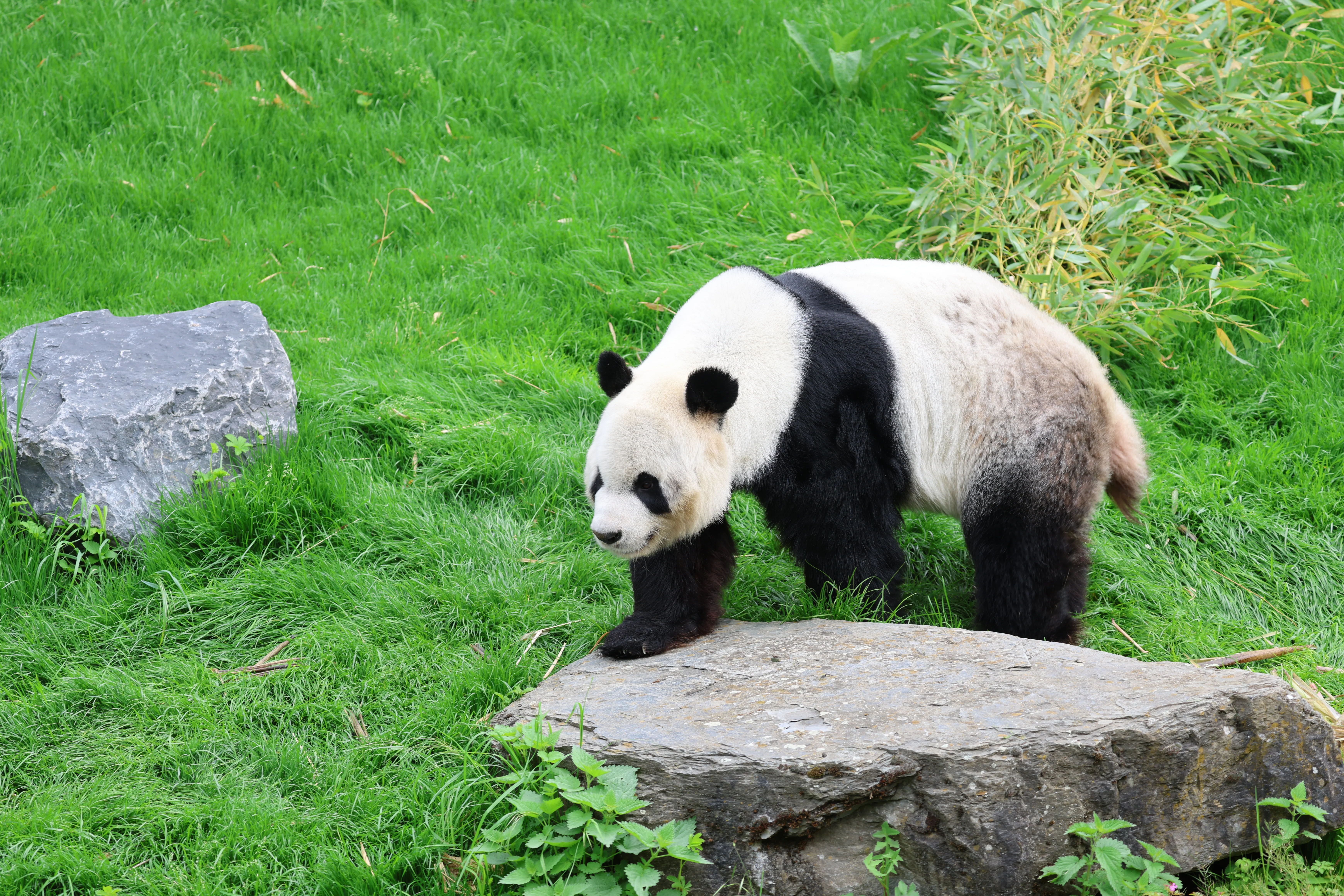 Pairi Daiza