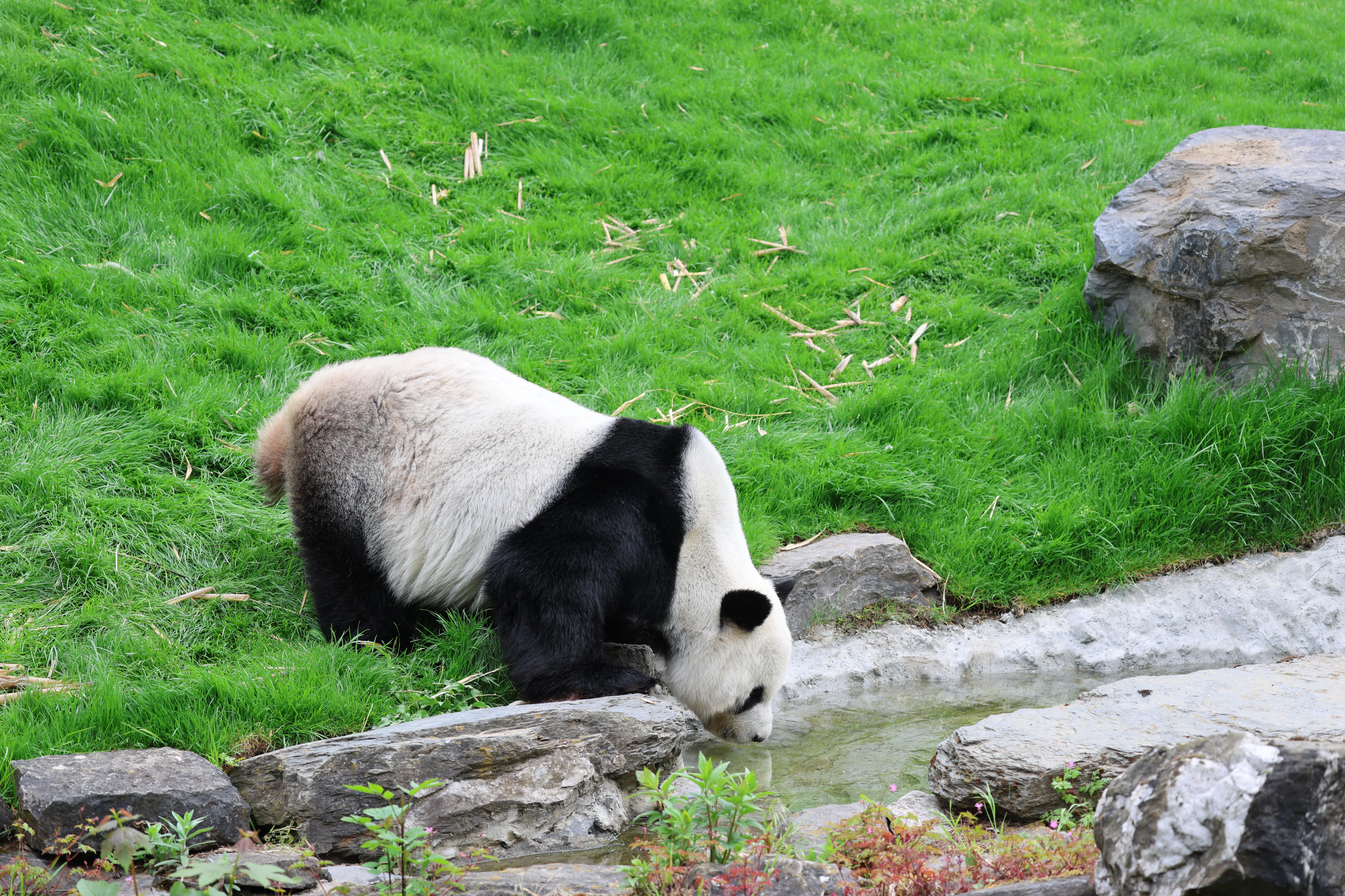 Pairi Daiza