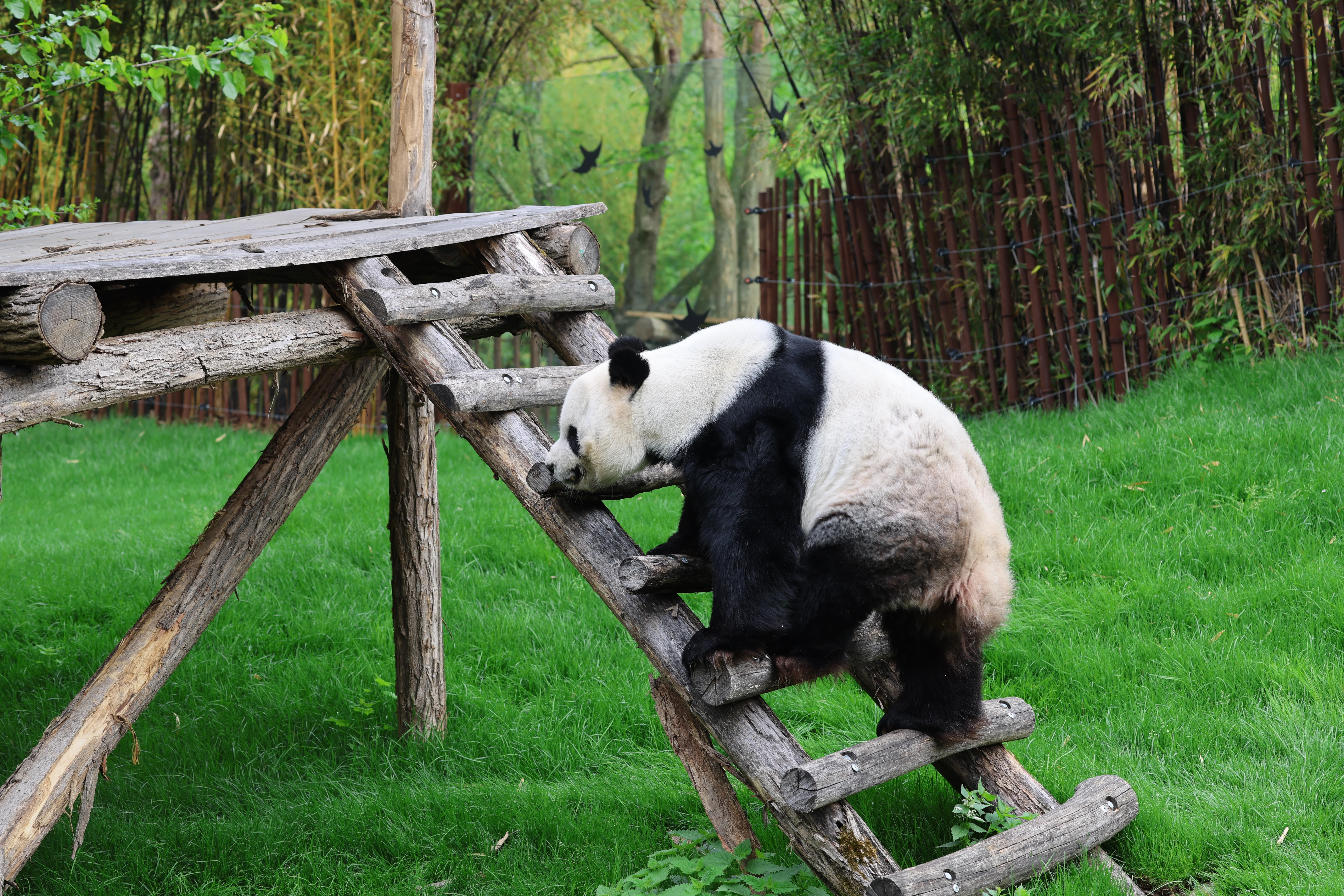 Pairi Daiza