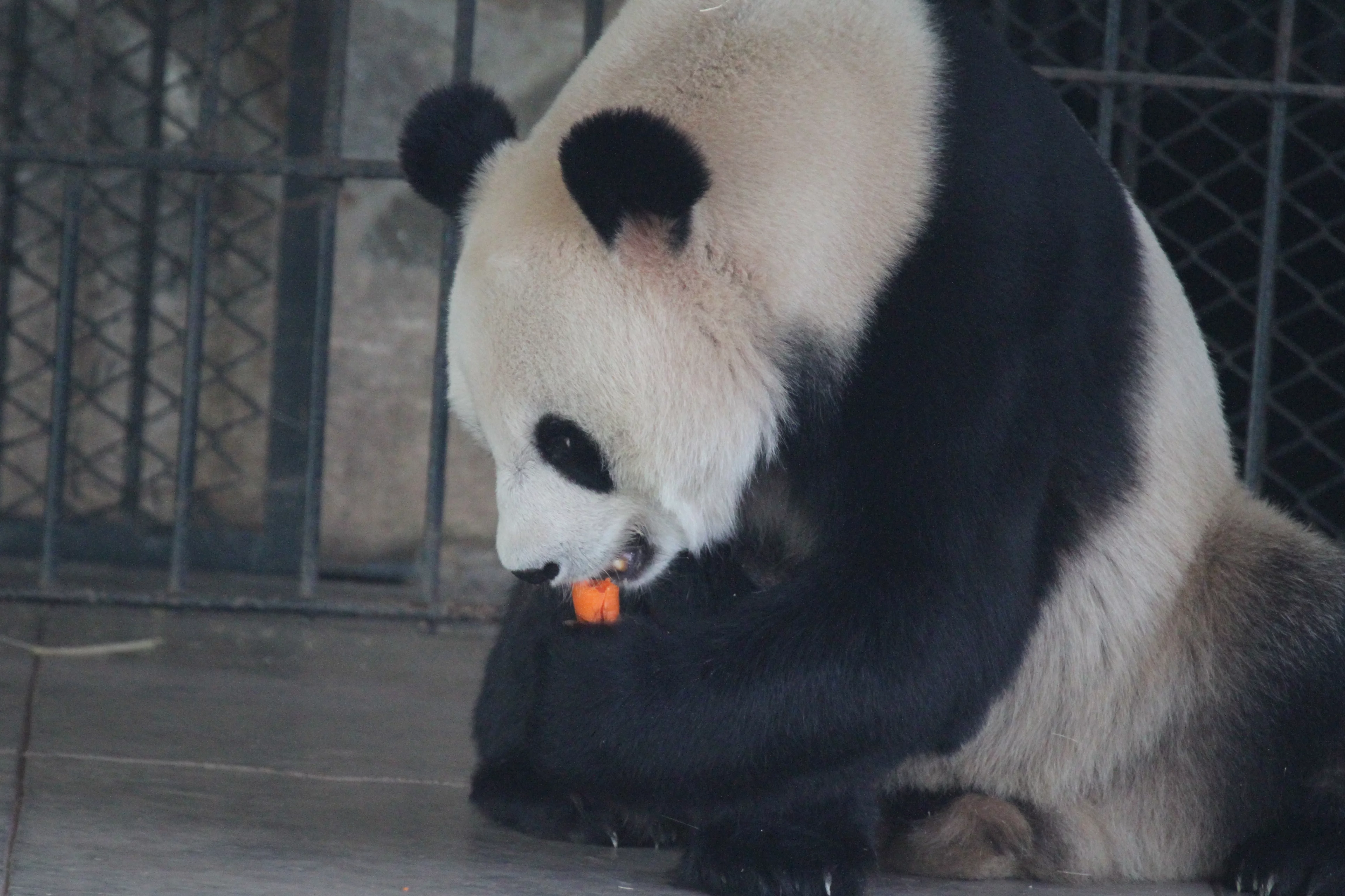 Guangzhou Zoo
