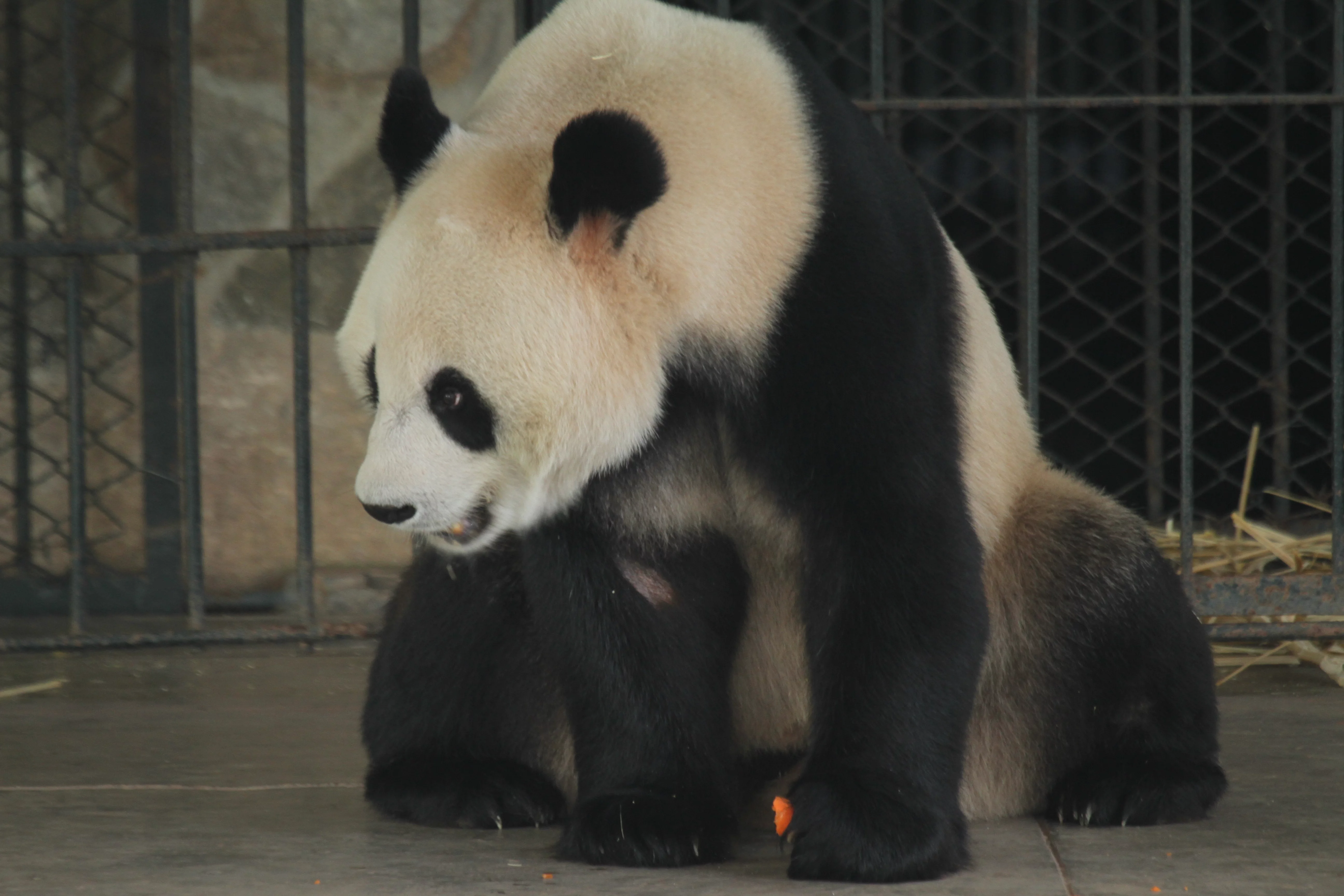 Guangzhou Zoo