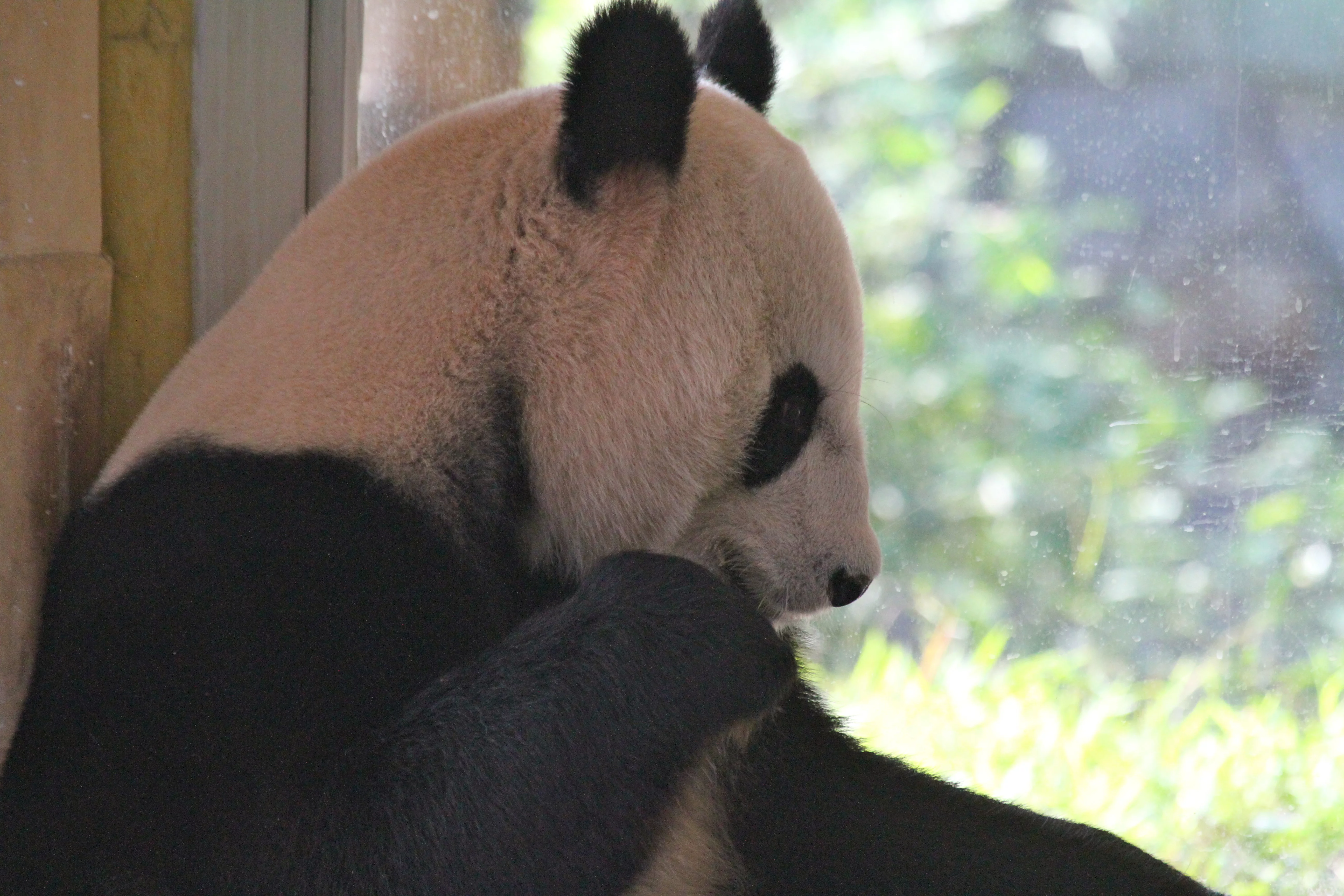 Guangzhou Zoo