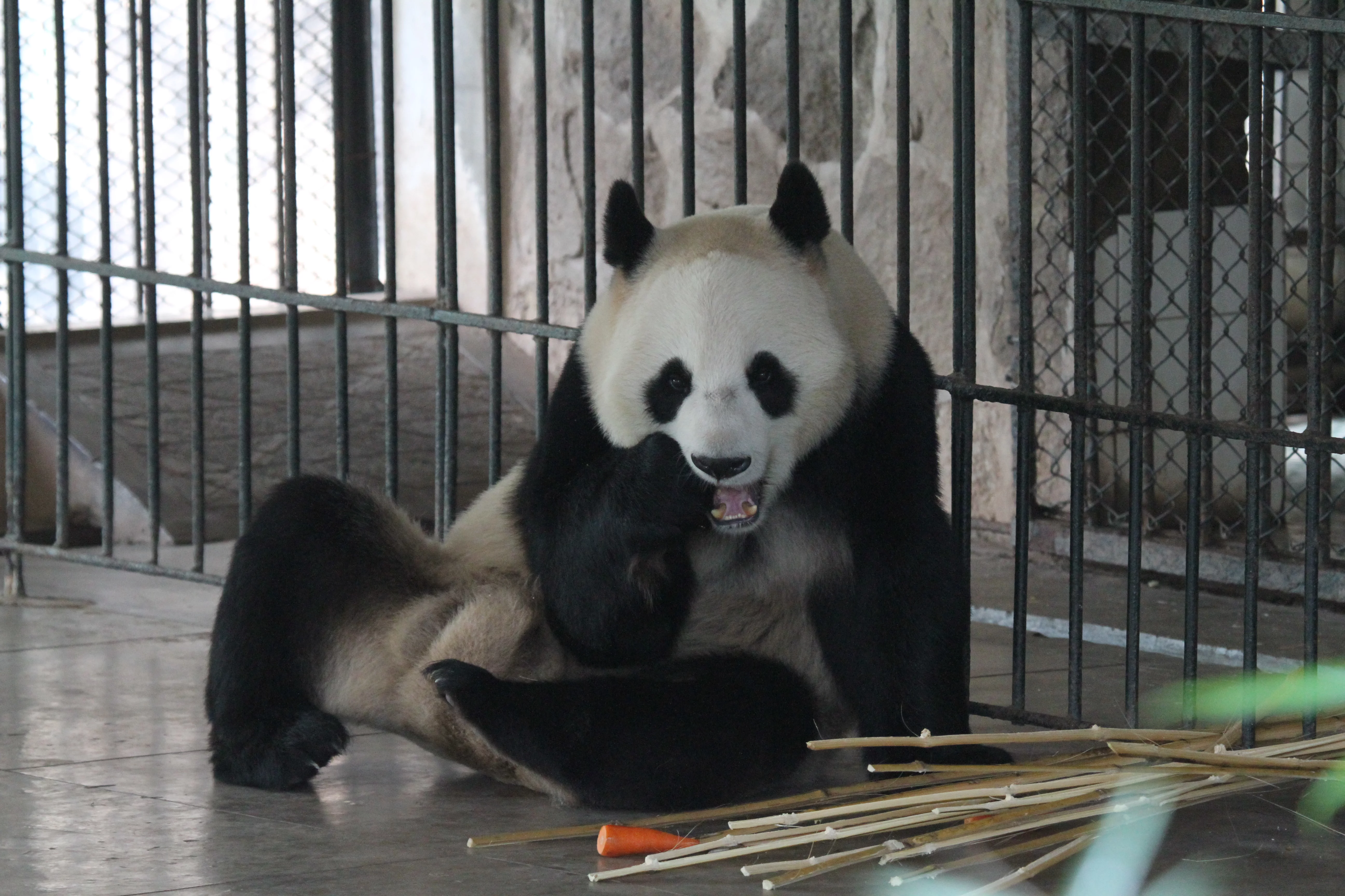 Guangzhou Zoo