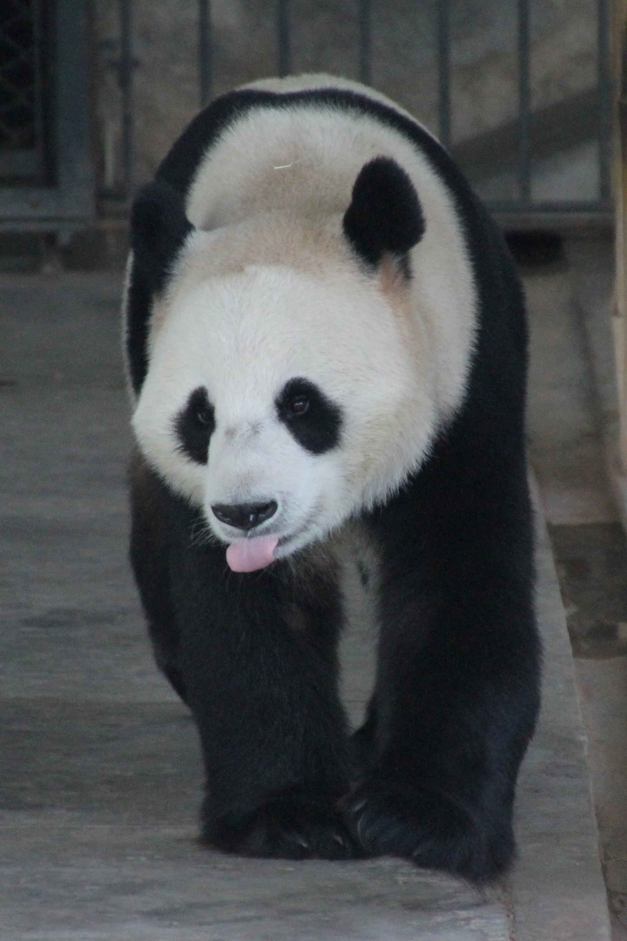 Guangzhou Zoo