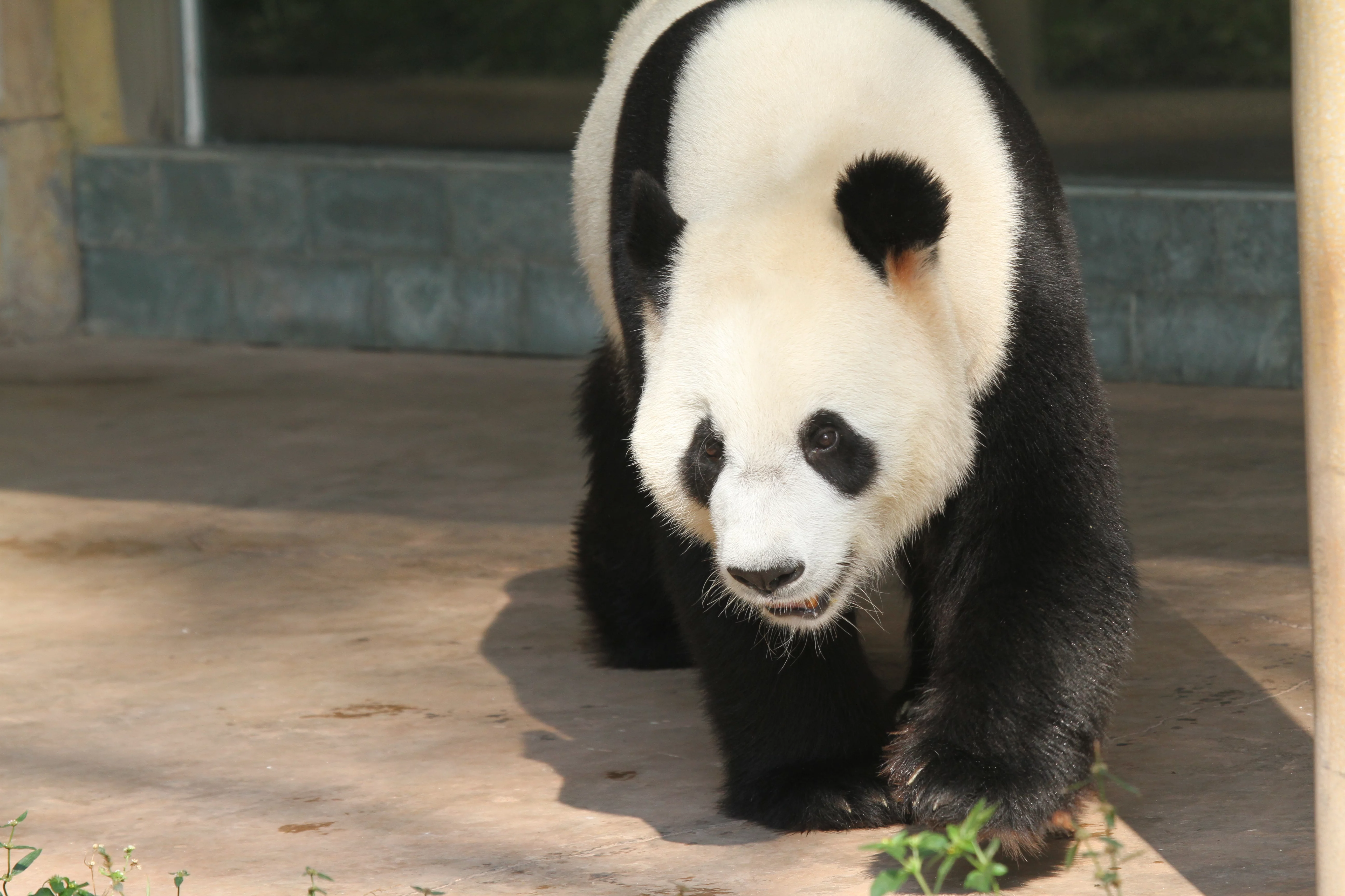Guangzhou Zoo