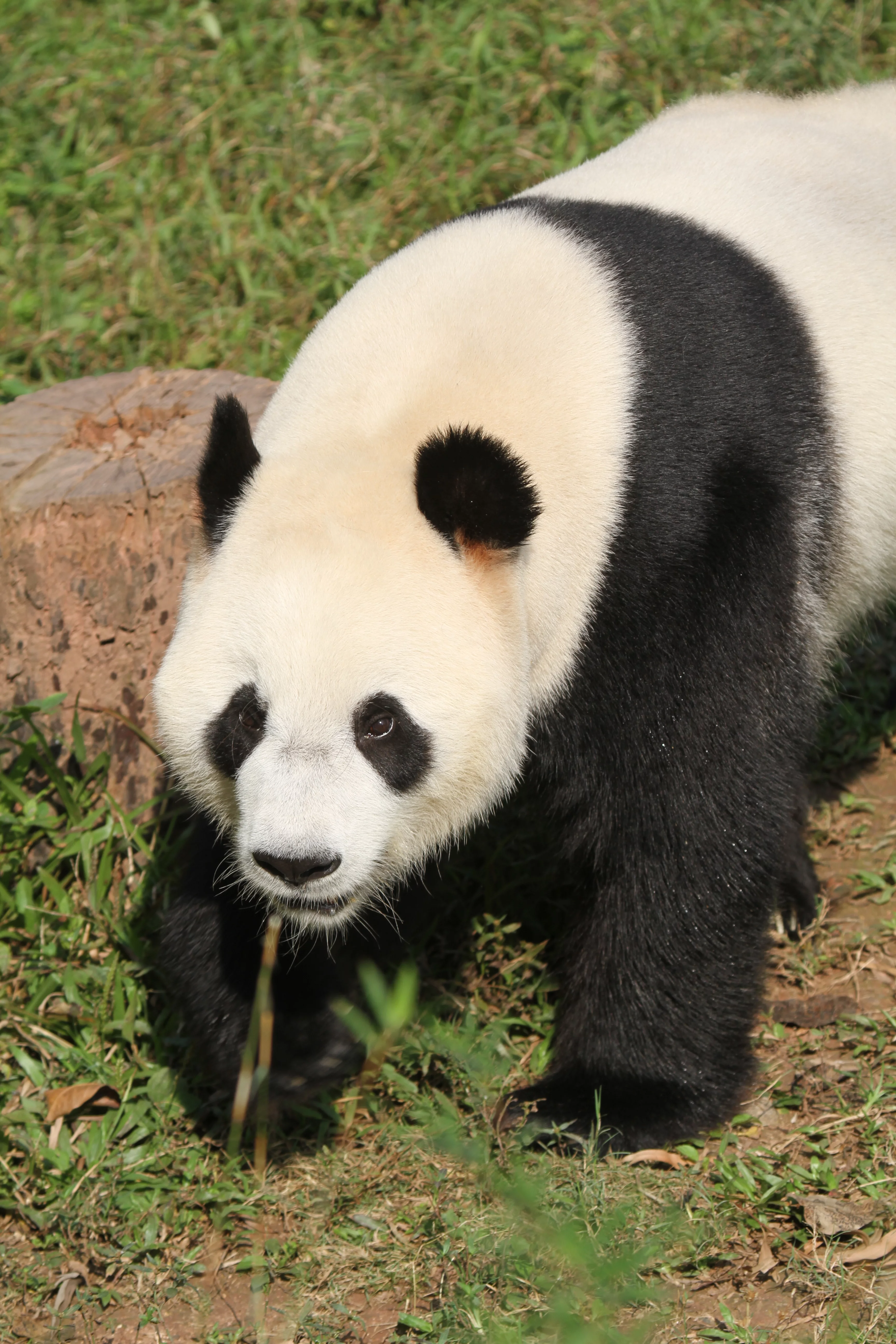Guangzhou Zoo