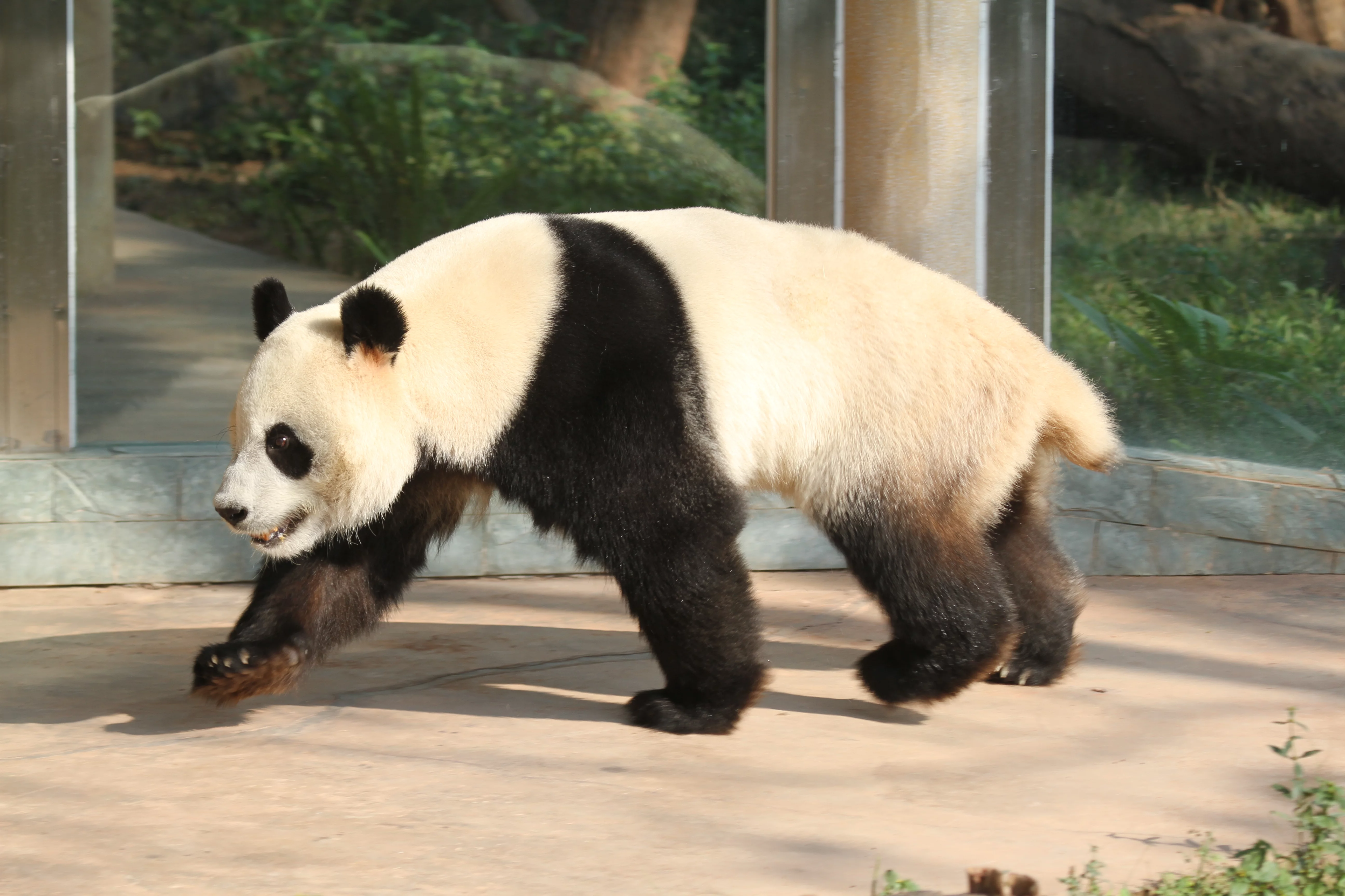 Guangzhou Zoo