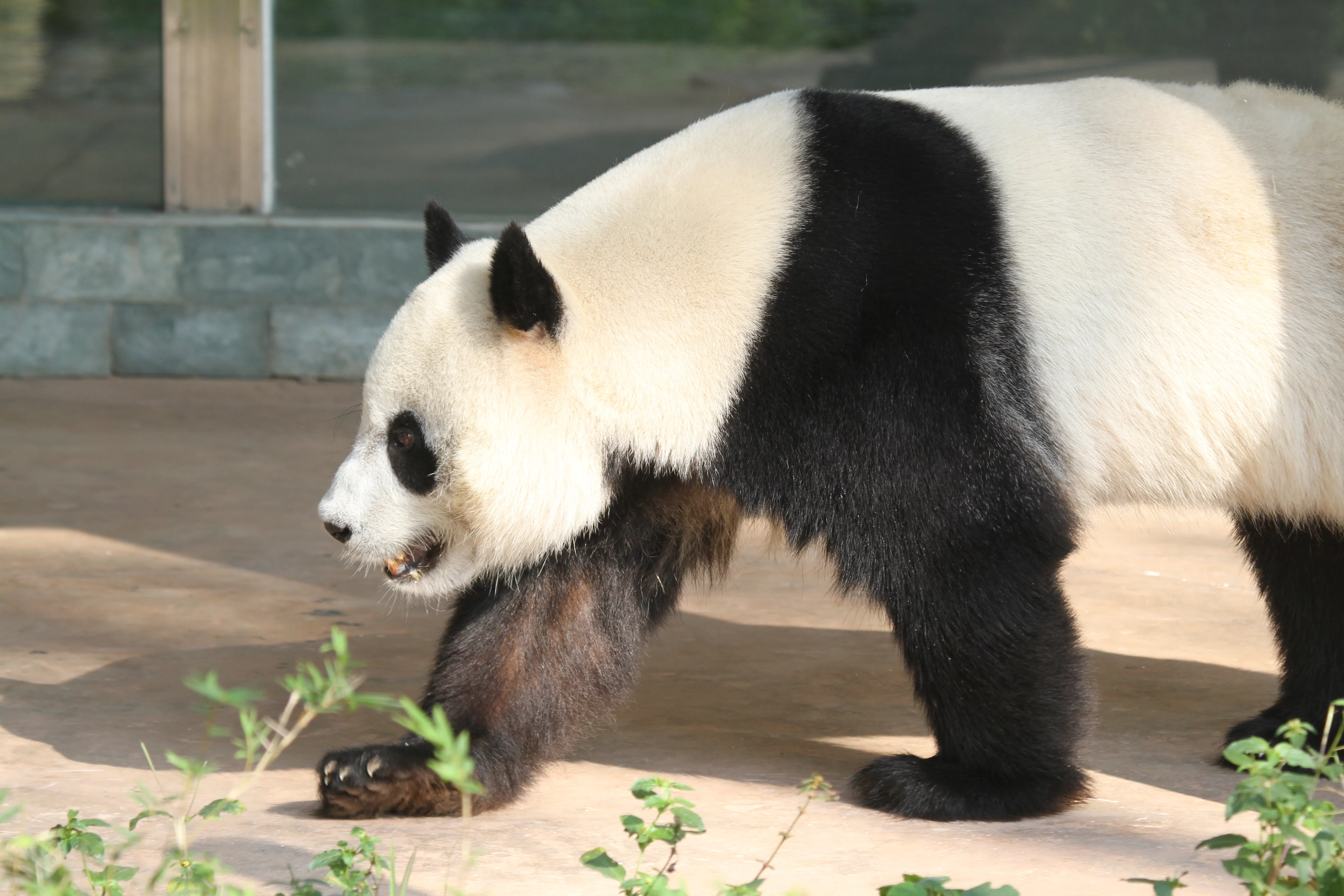 Guangzhou Zoo