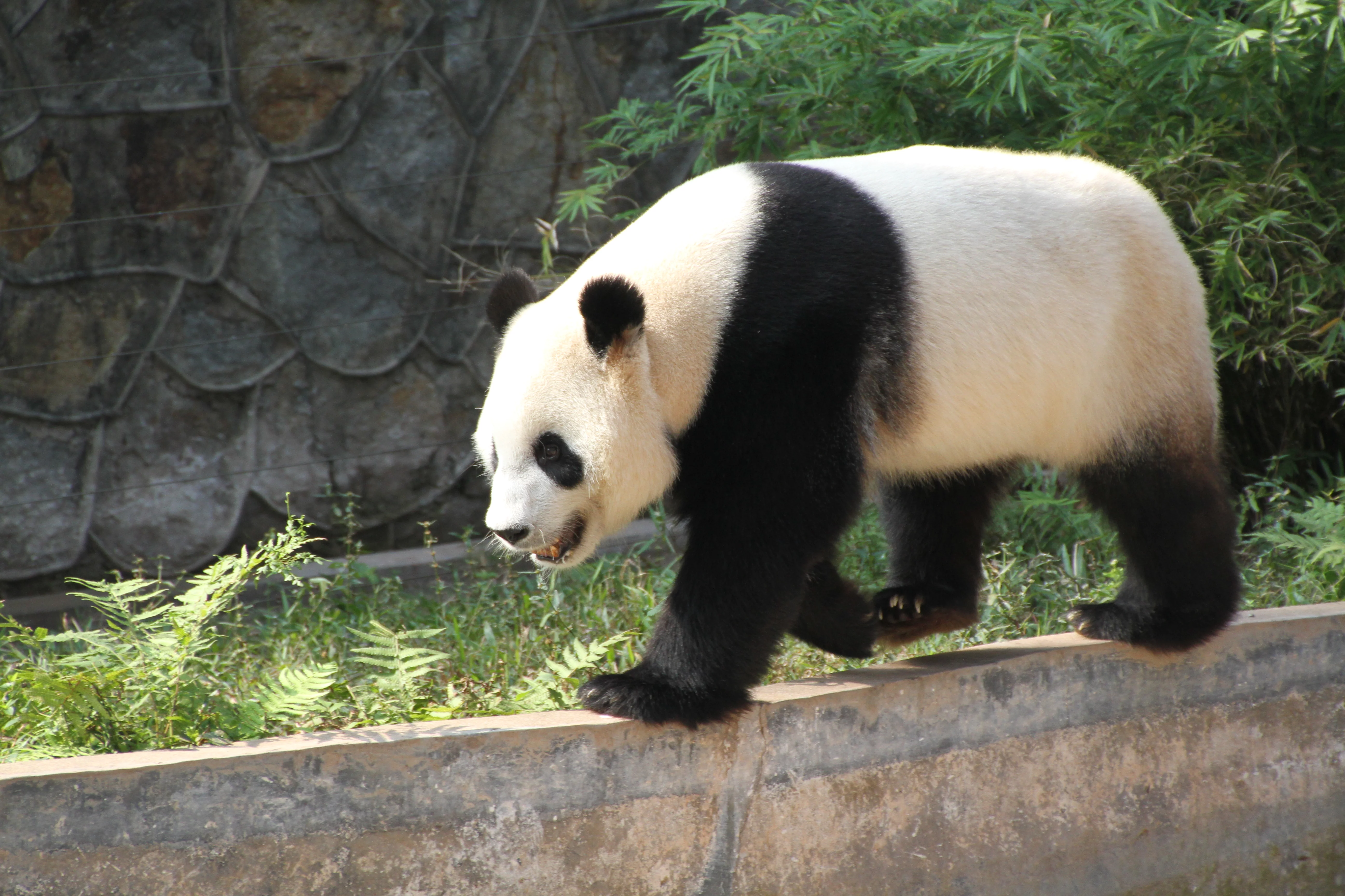 Guangzhou Zoo