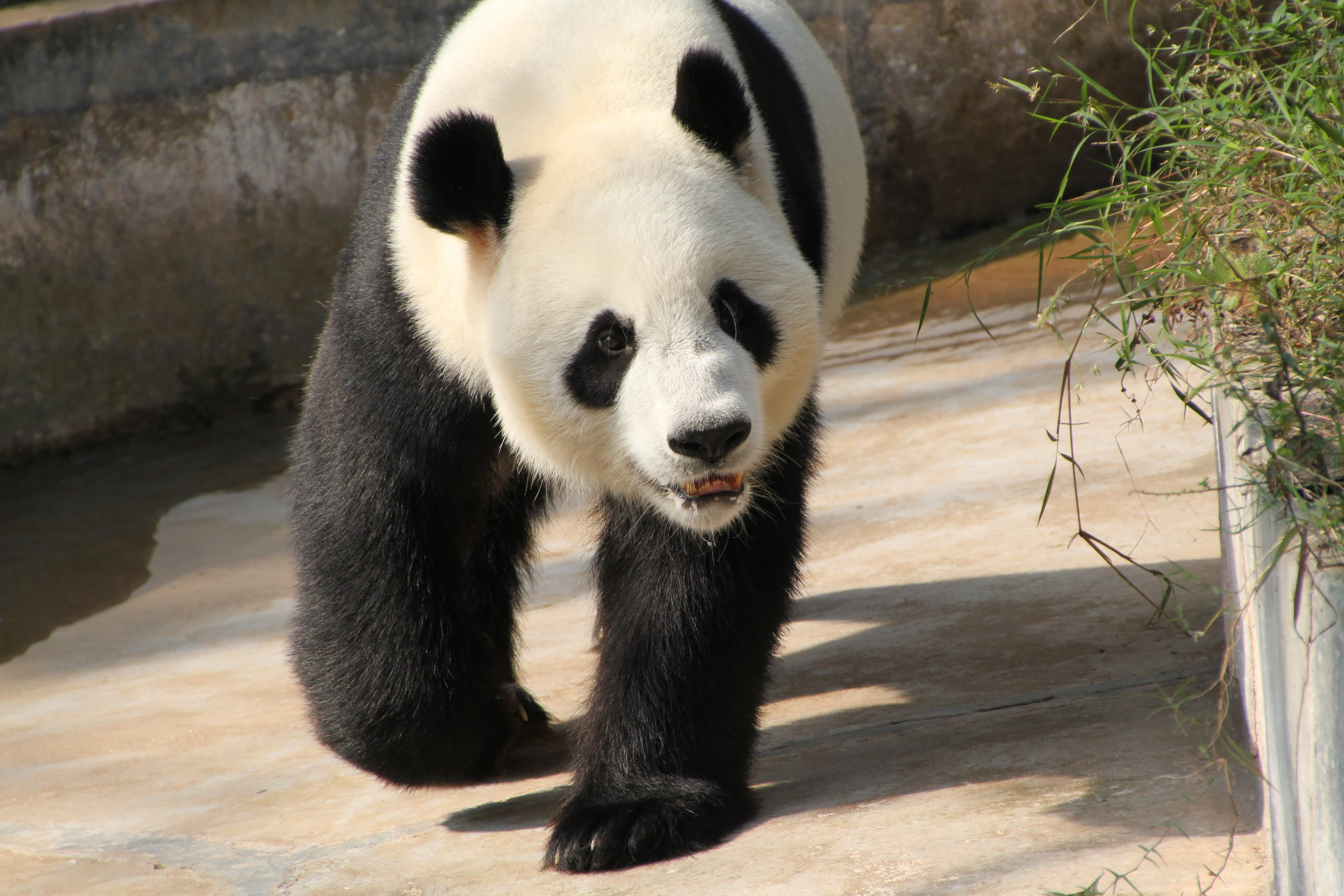 Guangzhou Zoo