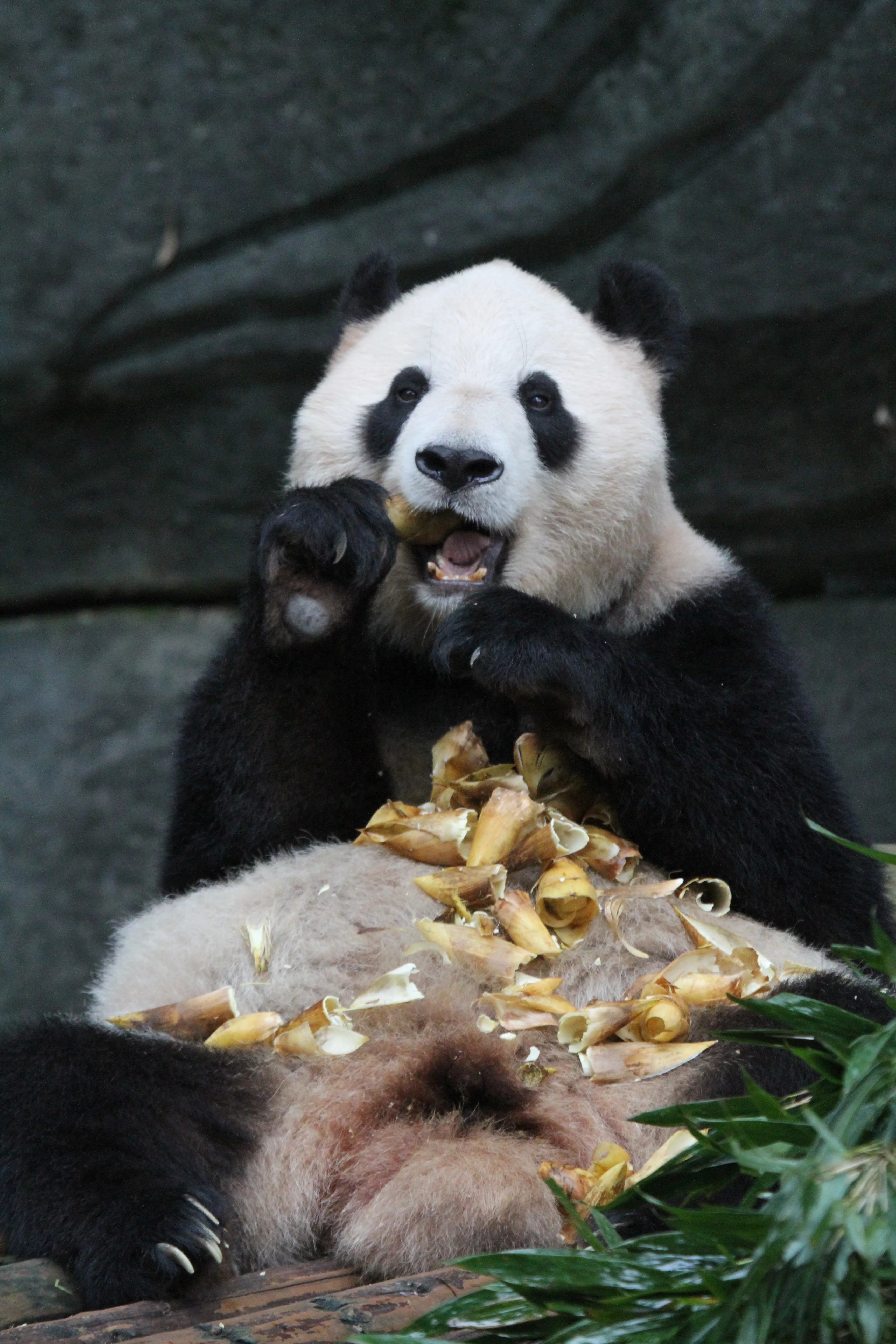 Chongqing Zoo