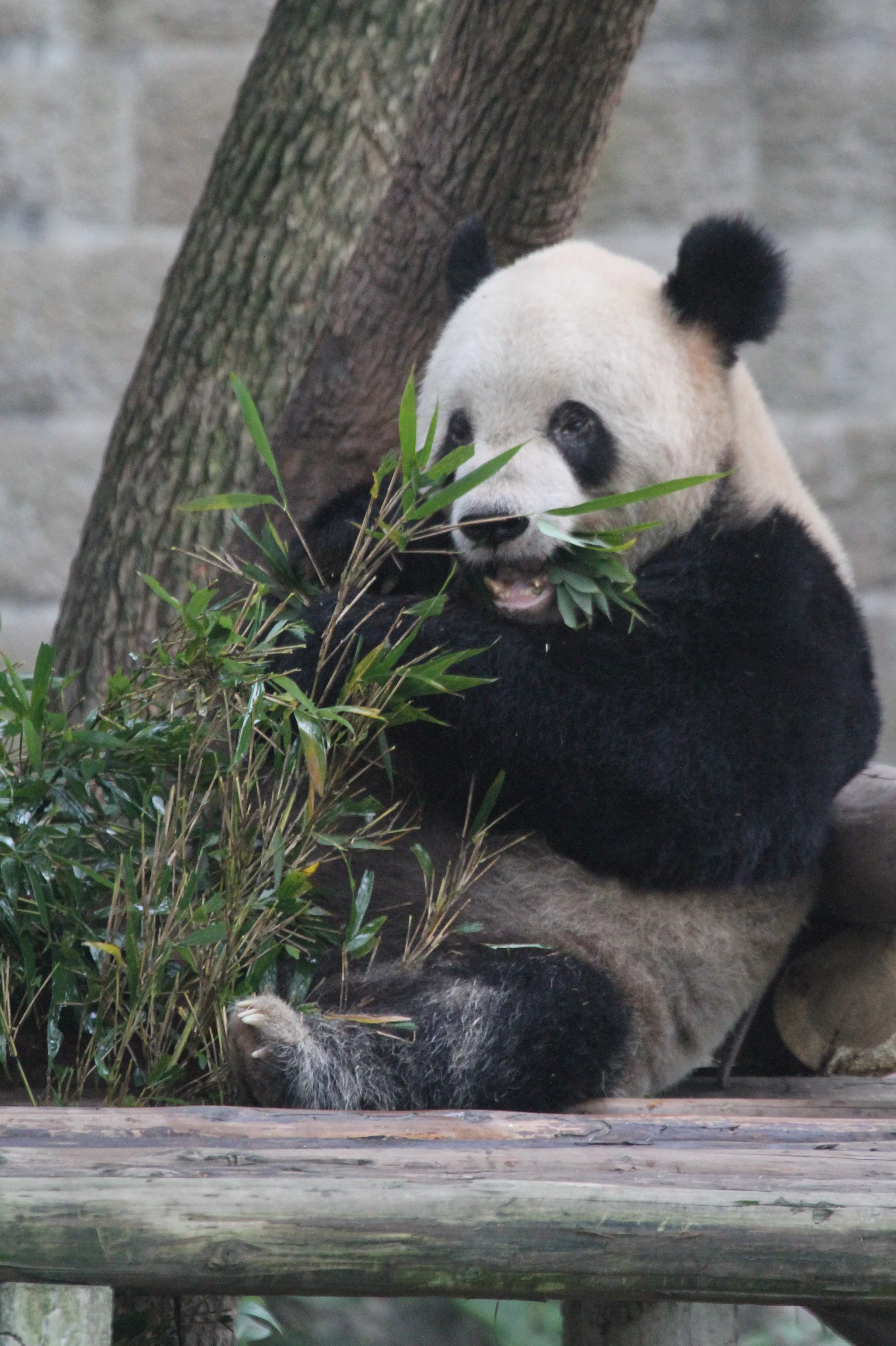 Chongqing Zoo