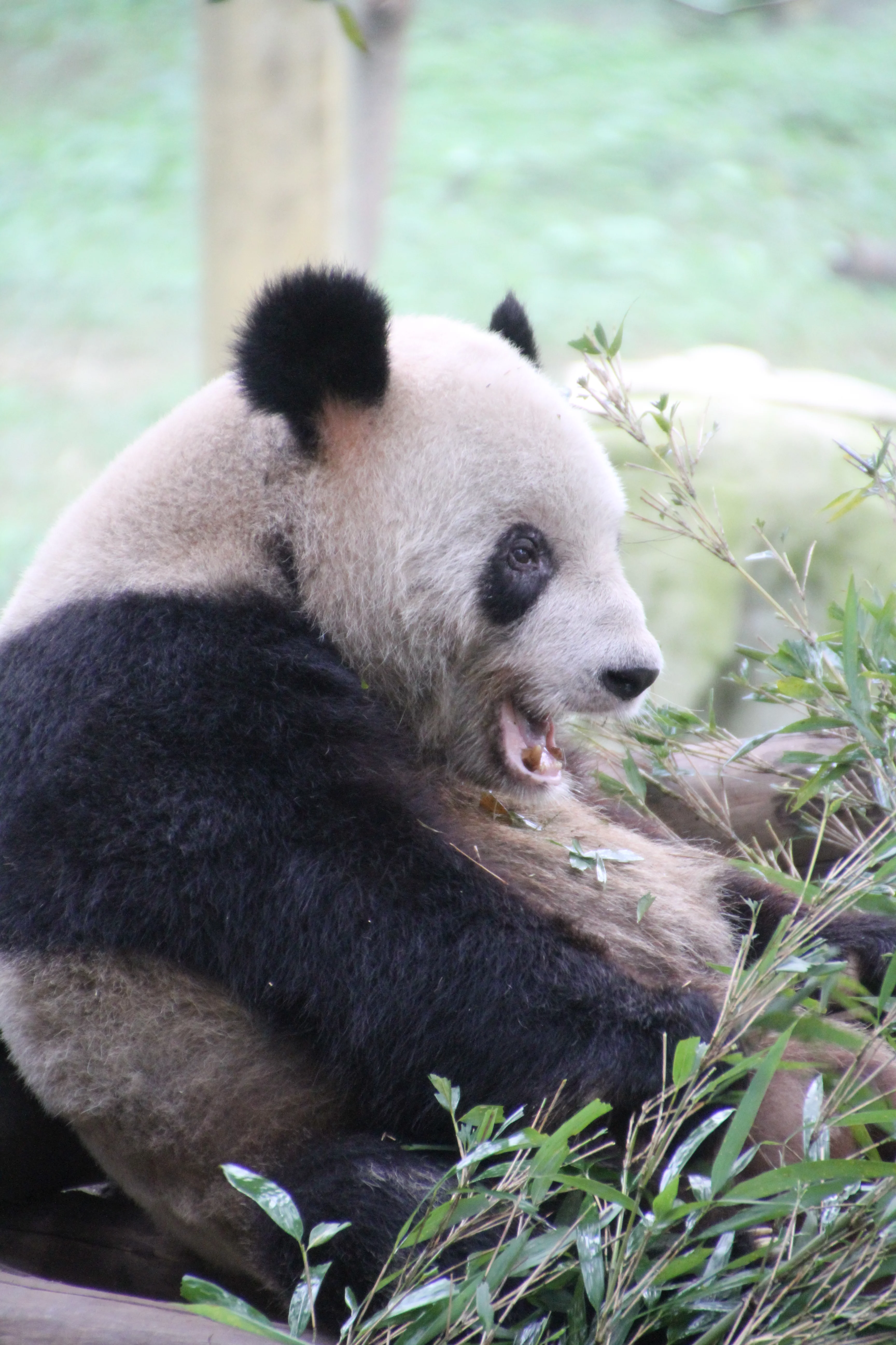 Chongqing Zoo