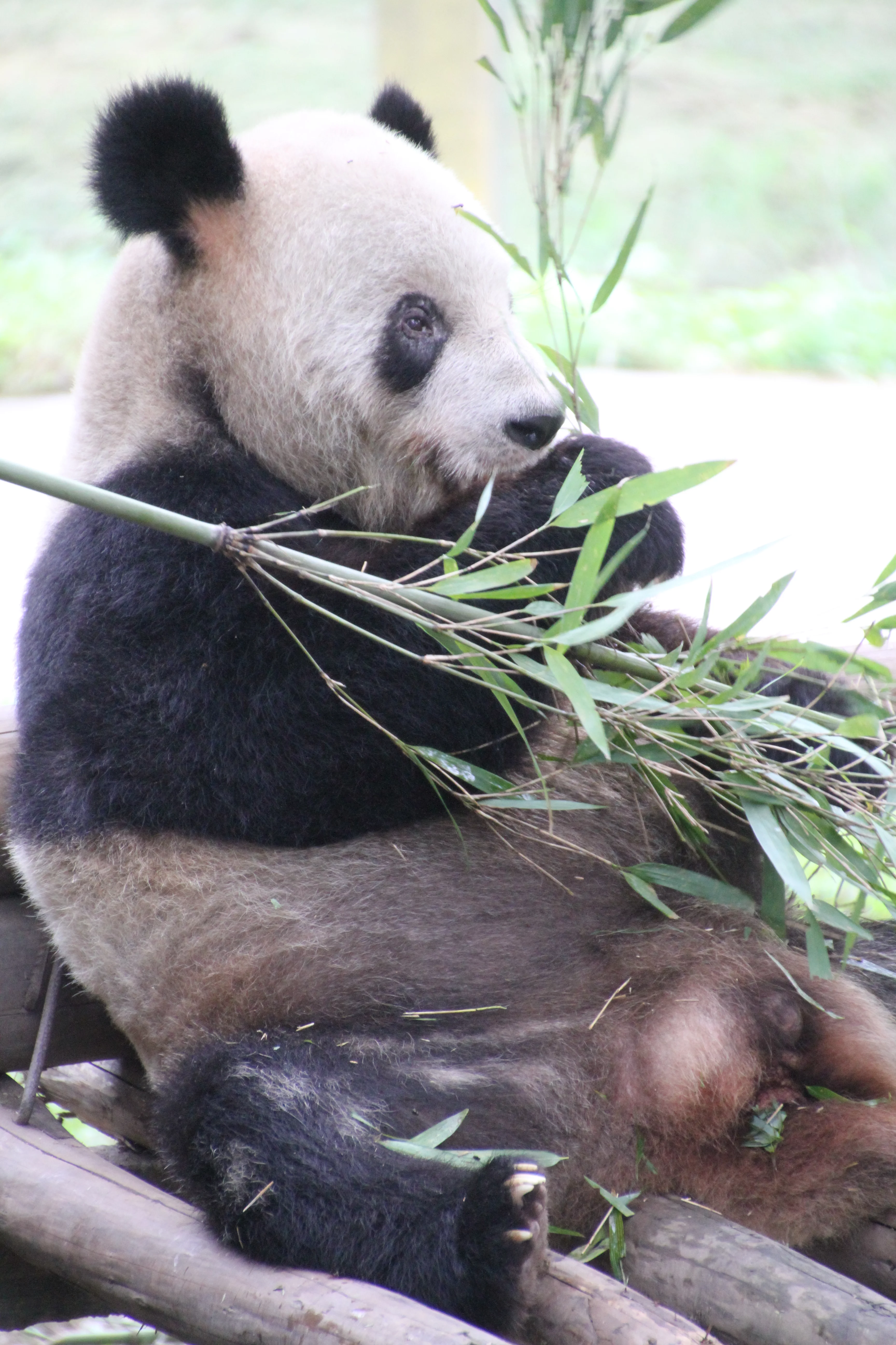 Chongqing Zoo